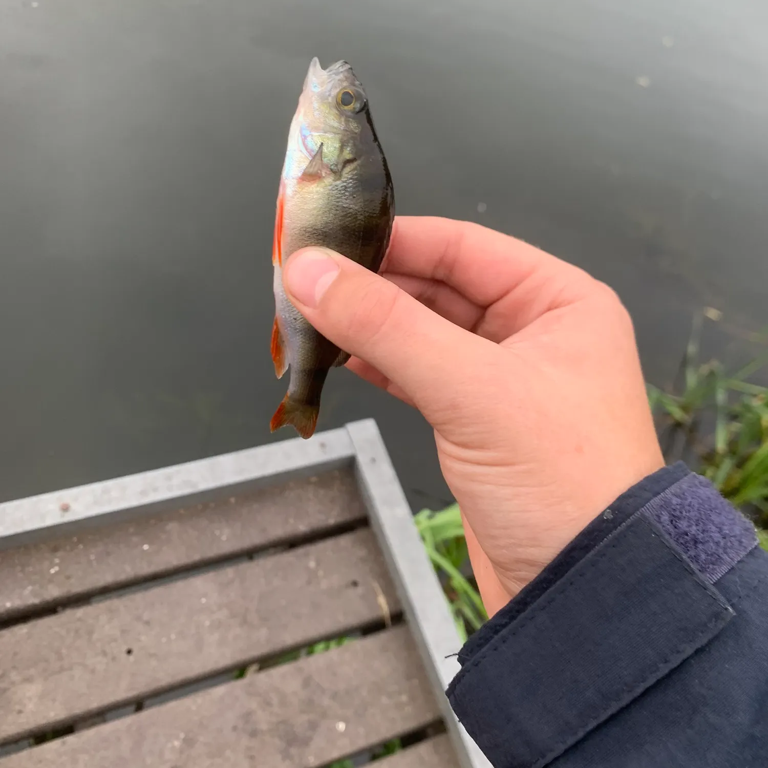 European perch caught on Fishbrain