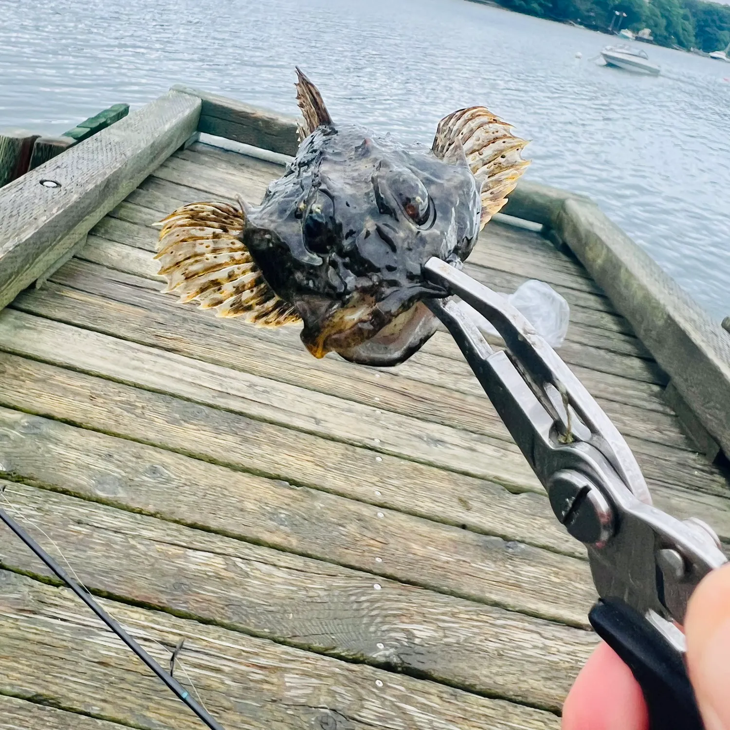 The most recent Buffalo sculpin catches on Fishbrain