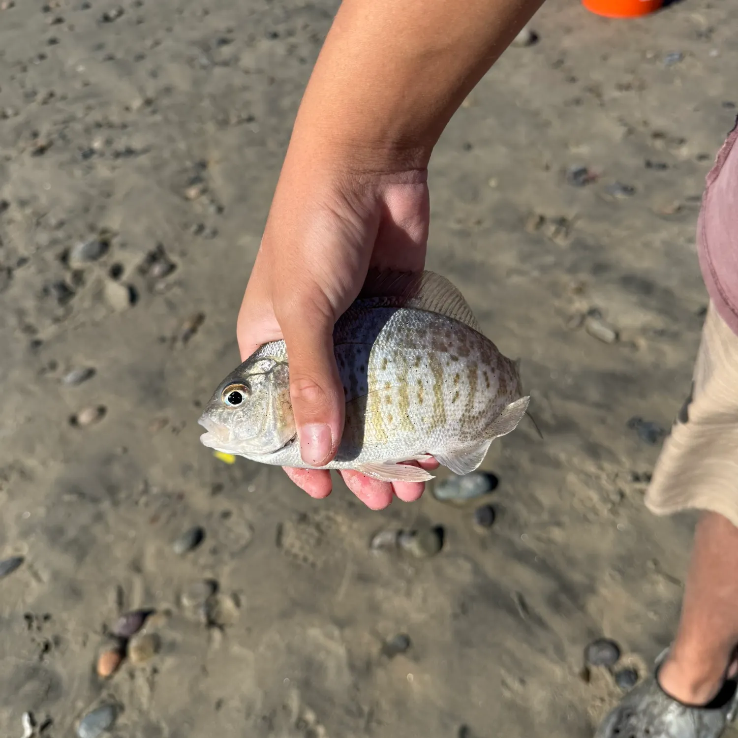 The most recent Barred surfperch catches on Fishbrain