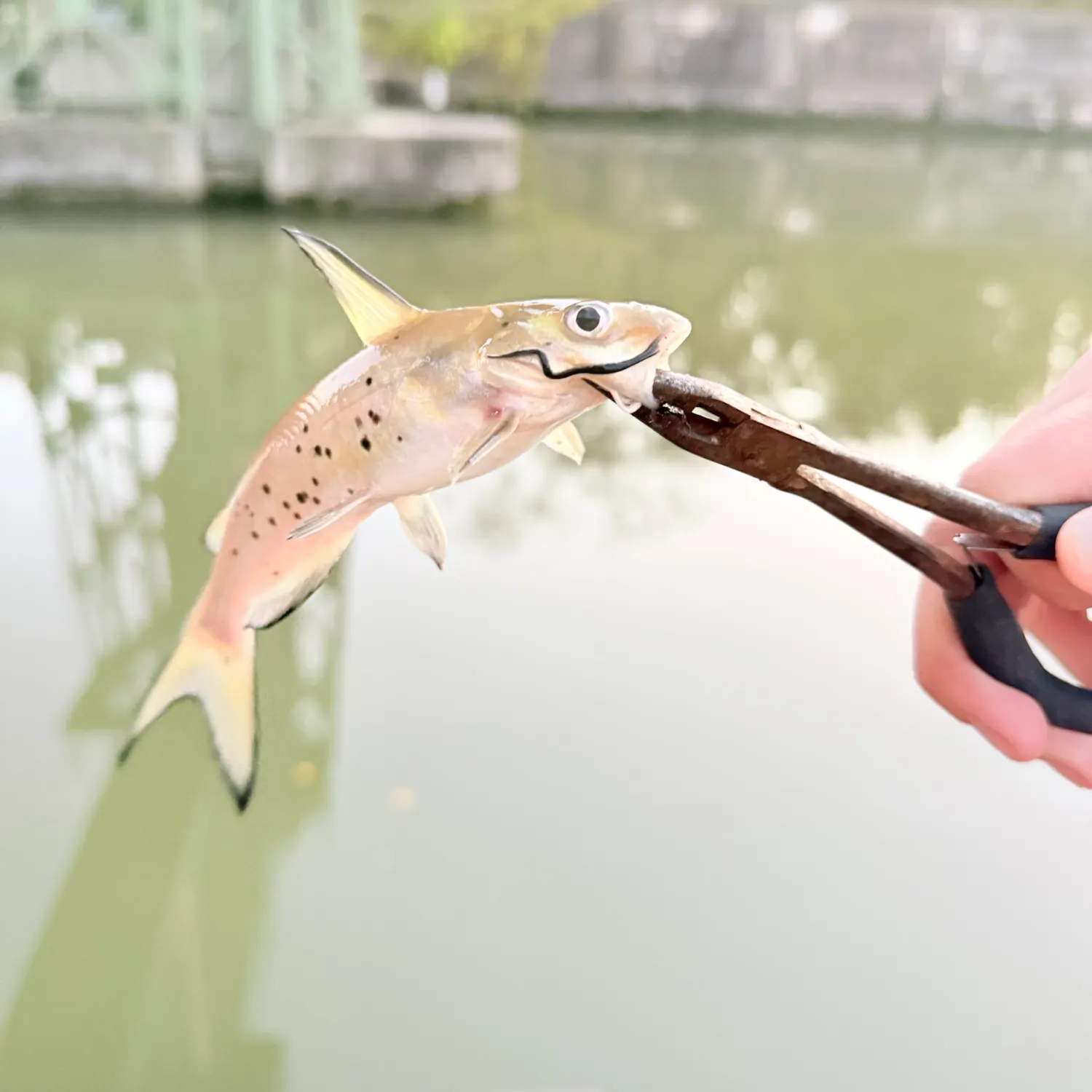 Channel catfish caught on Fishbrain