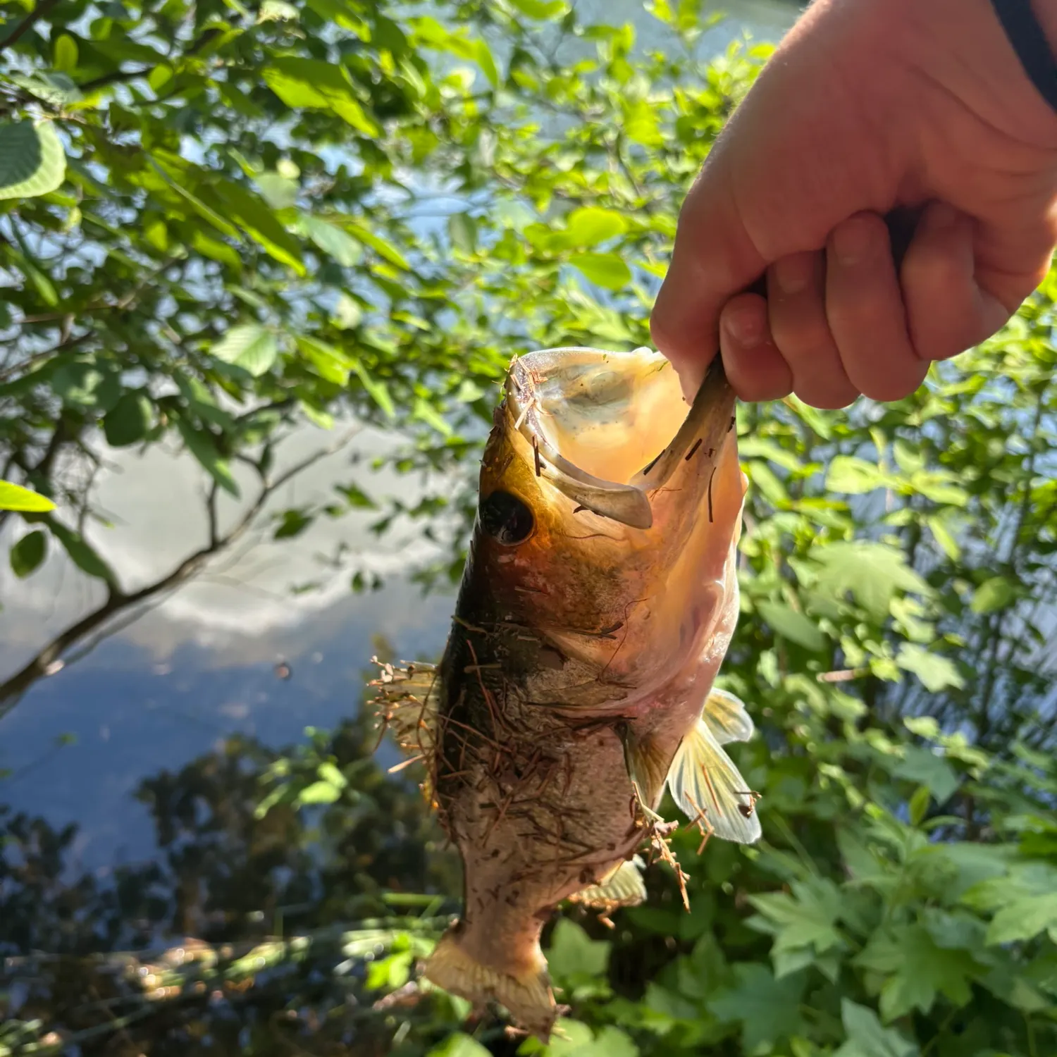 catch