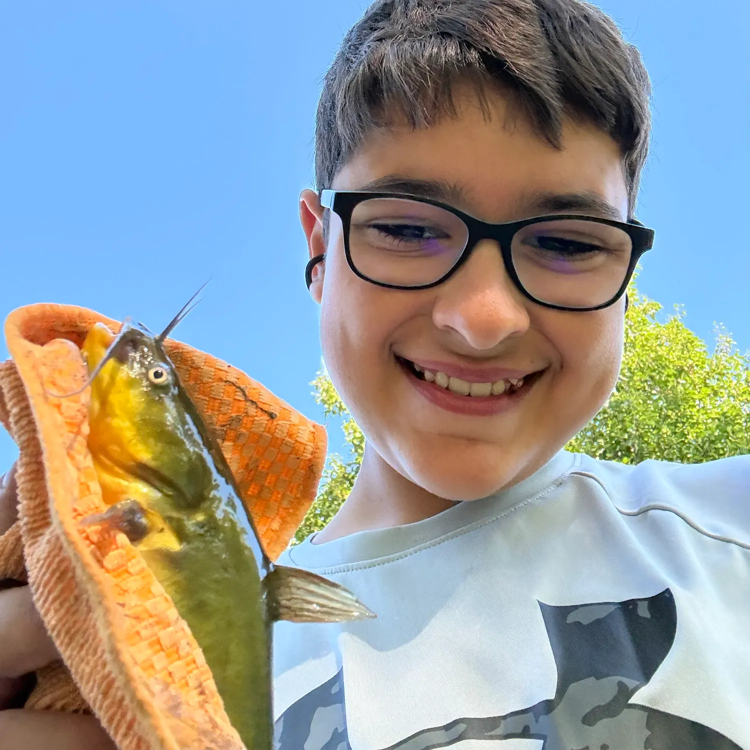 Yellow bullhead caught on Fishbrain