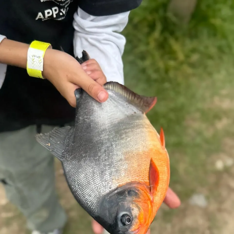 The most recent Red-bellied pacu catches on Fishbrain