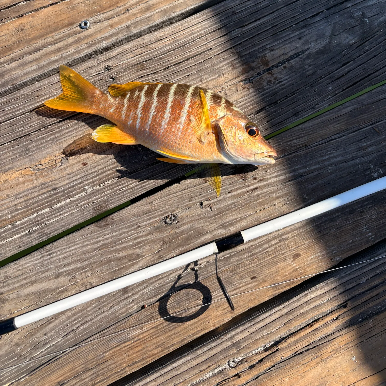 The most recent Mutton snapper catches on Fishbrain