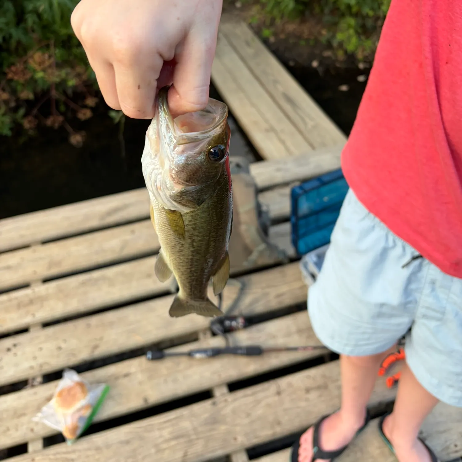 Fish caught on Fishbrain