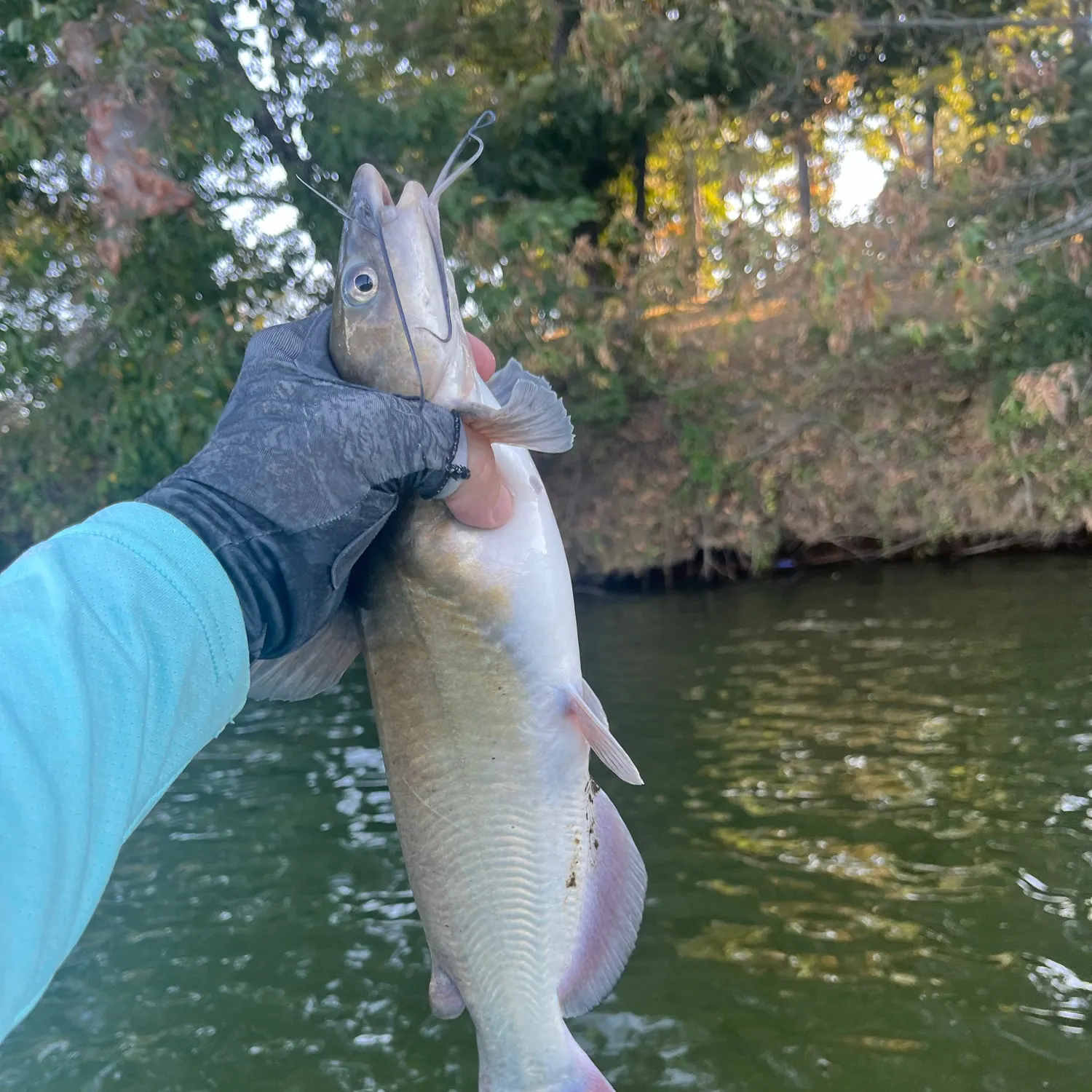 Channel catfish caught on Fishbrain