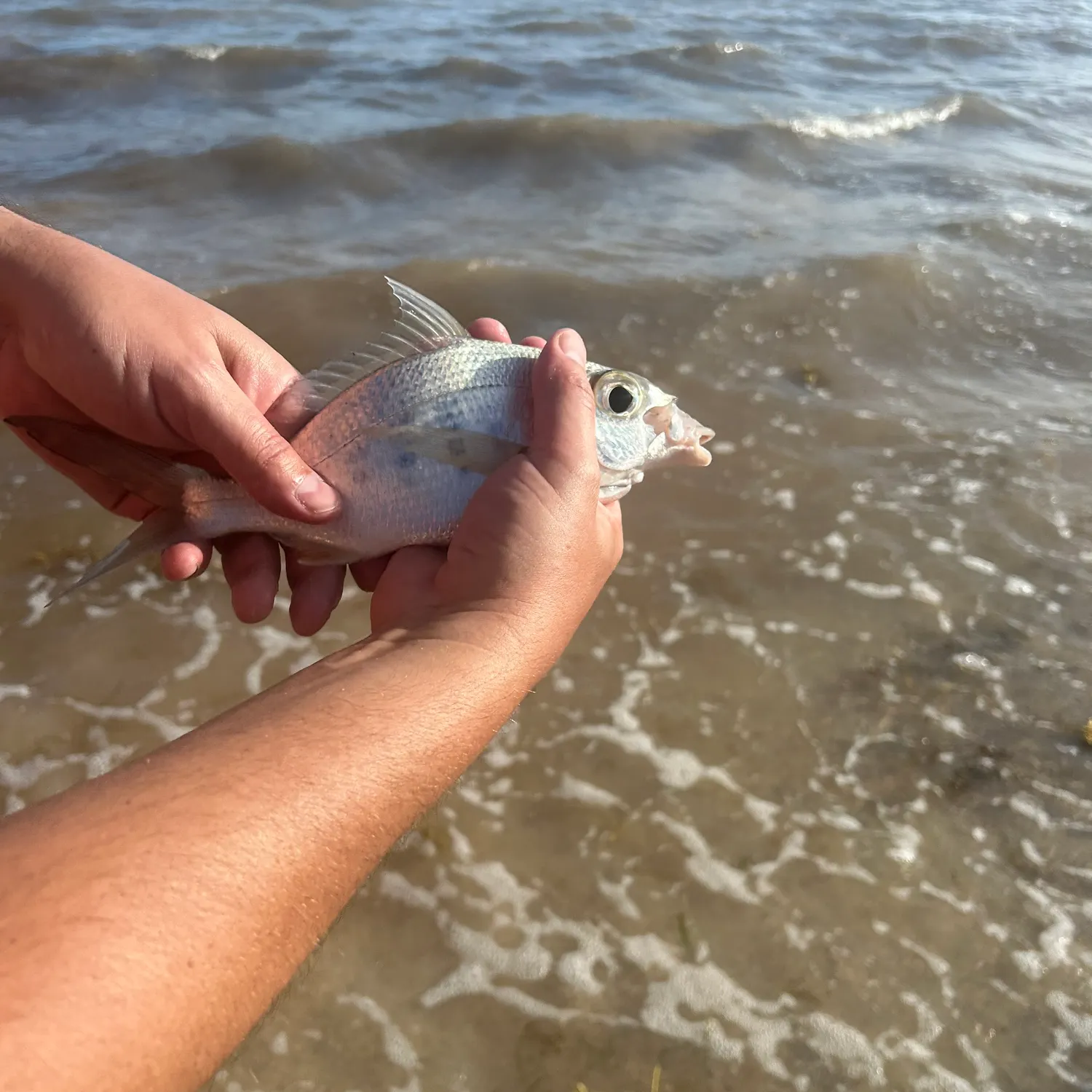 The most recent Silver jenny catches on Fishbrain