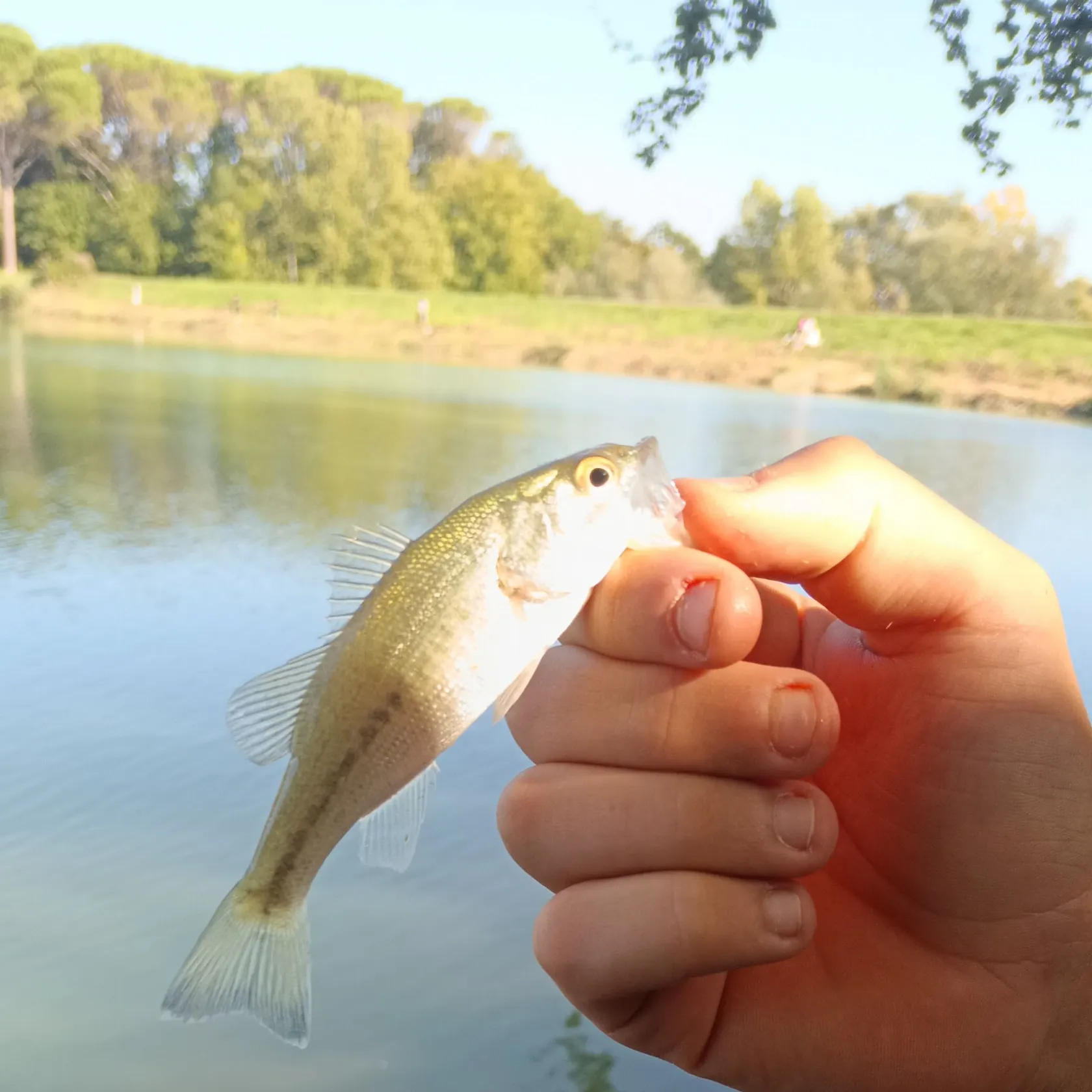 Fish caught on Fishbrain