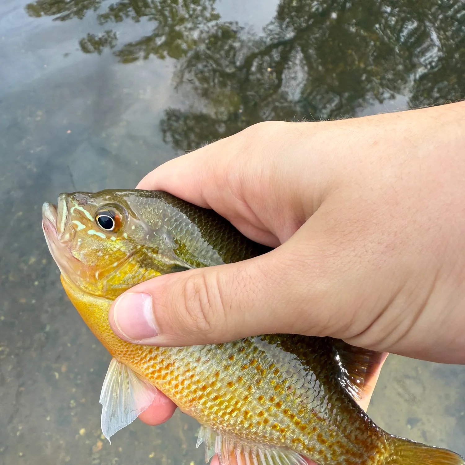 Redbreast sunfish caught on Fishbrain