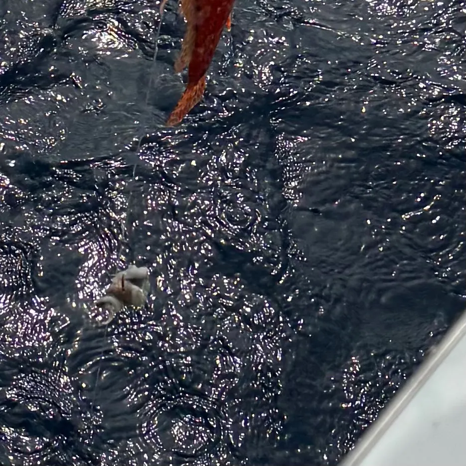 The most recent Blackbelly rosefish catches on Fishbrain