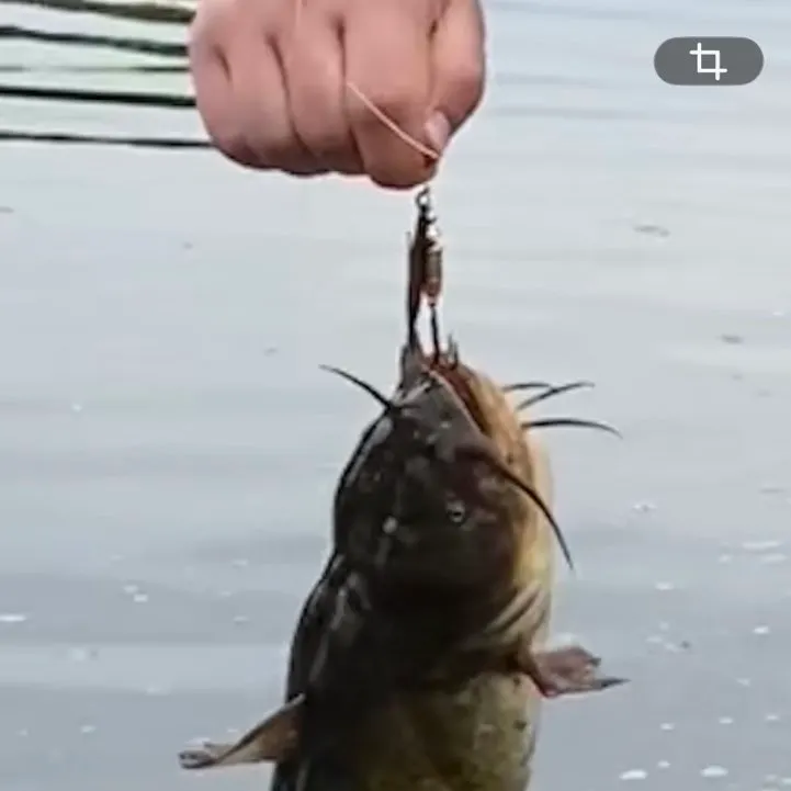 The most recent Yellow bullhead catches on Fishbrain