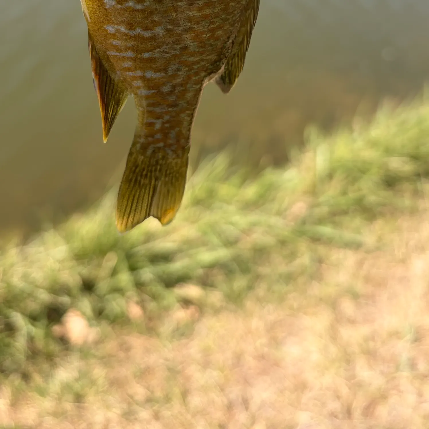 Greengill hybrid caught on Fishbrain