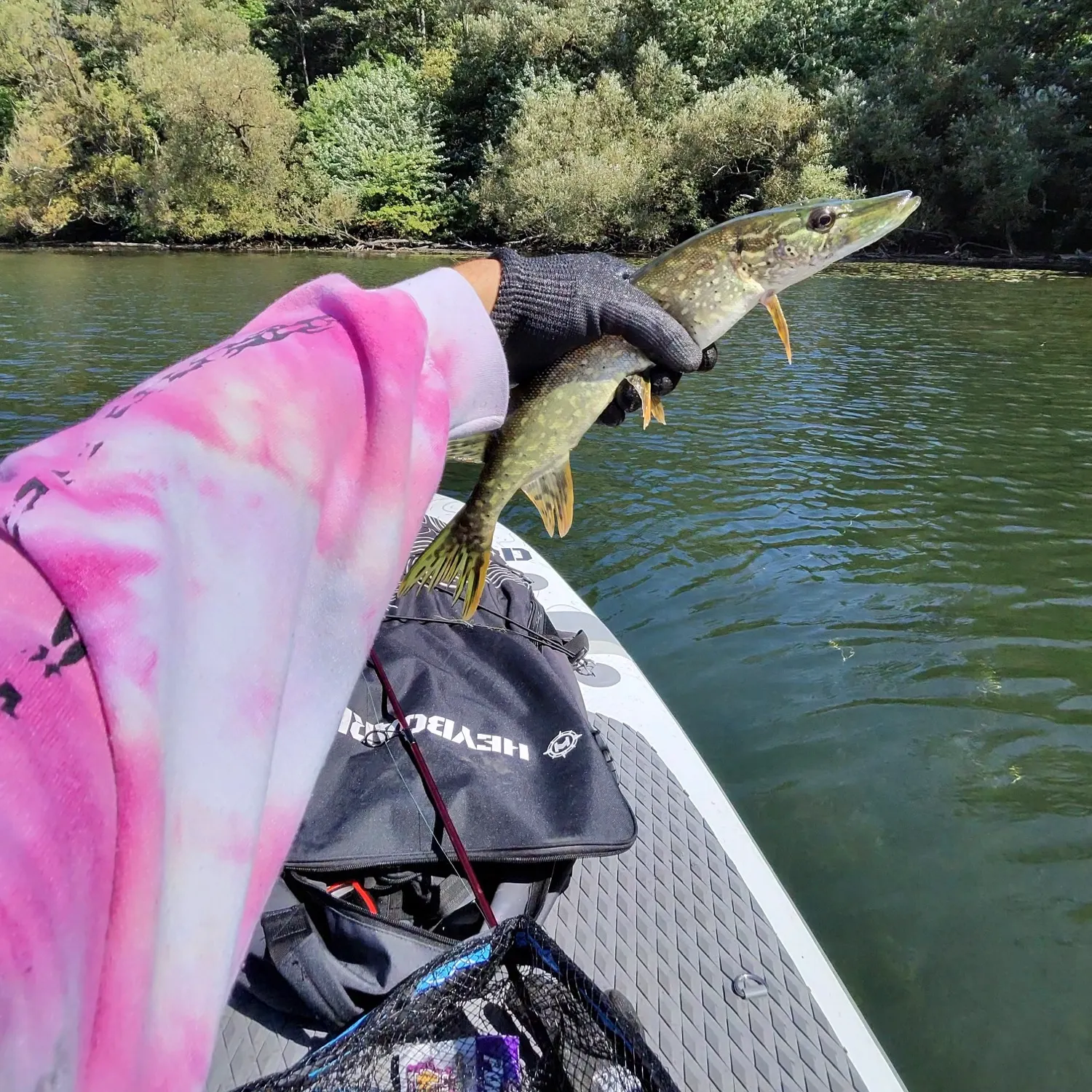Northern pike caught on Fishbrain