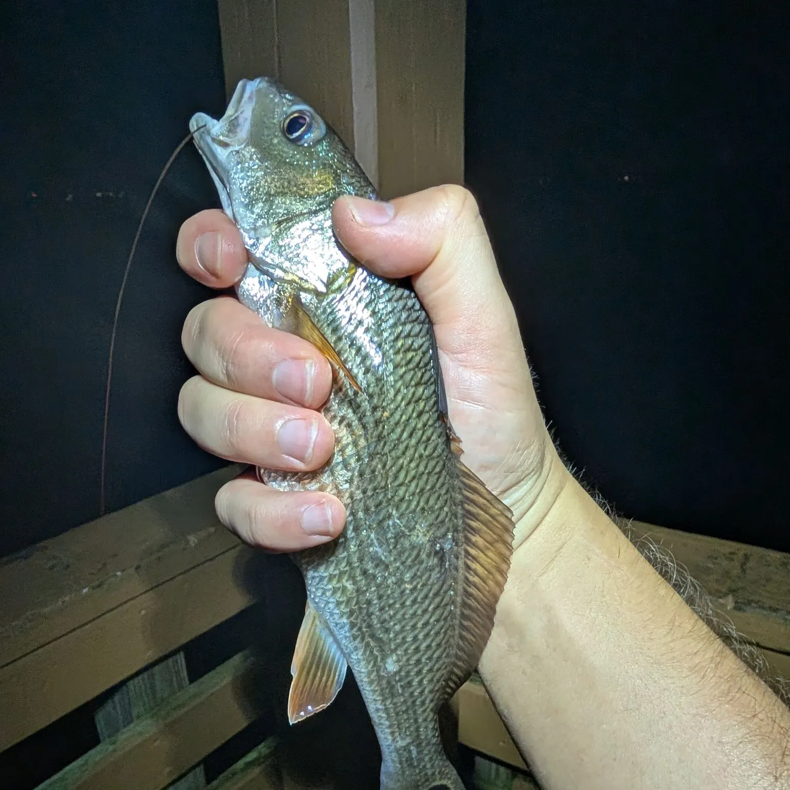 Red drum caught on Fishbrain