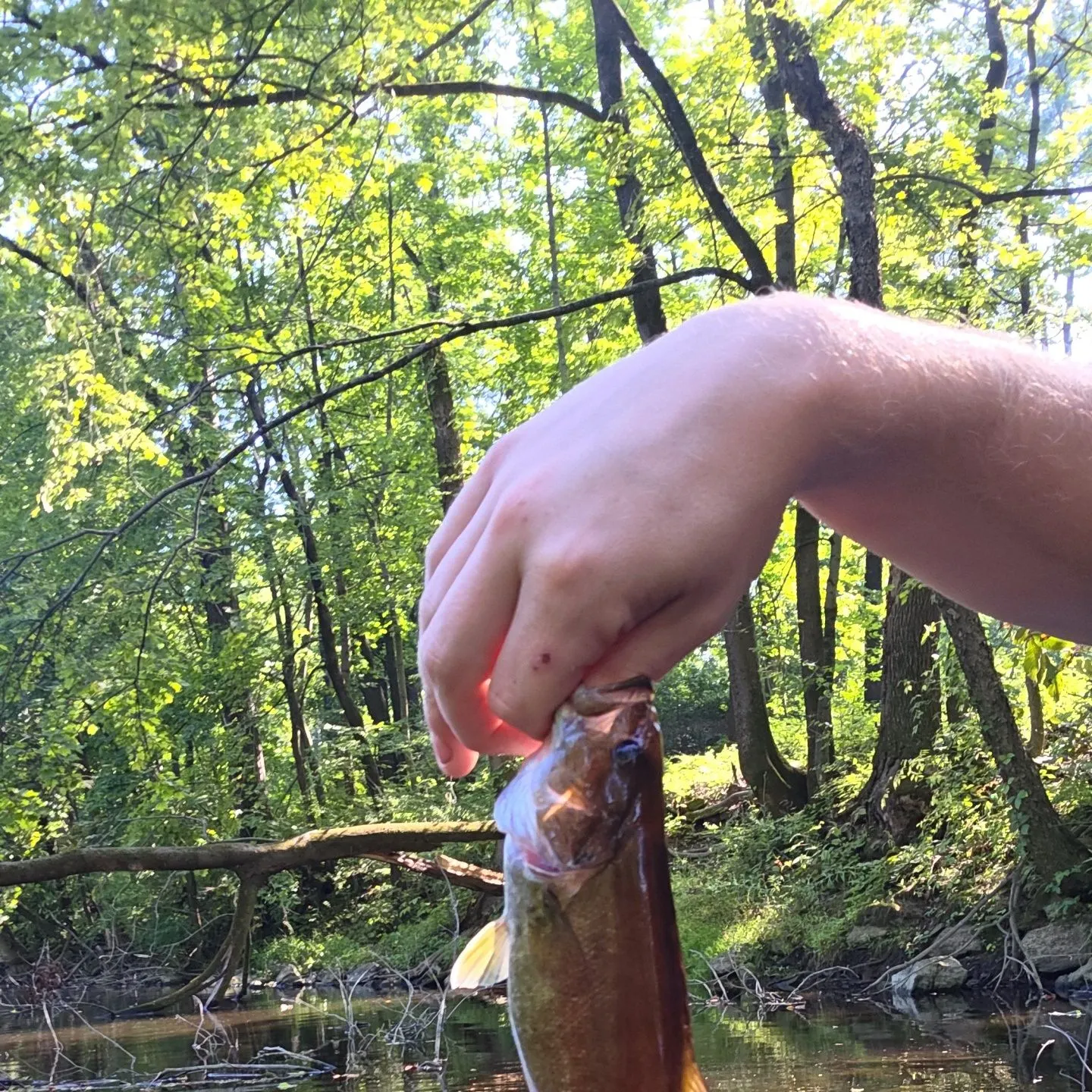 Smallmouth bass caught on Fishbrain