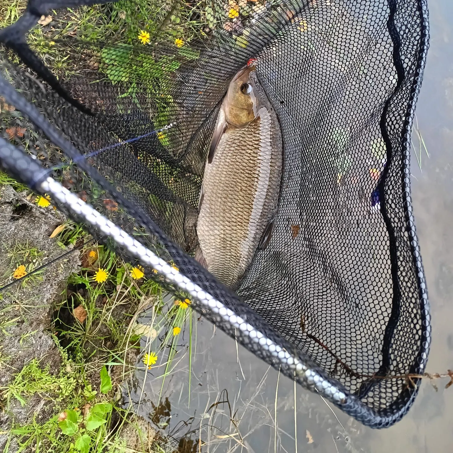Common carp caught on Fishbrain
