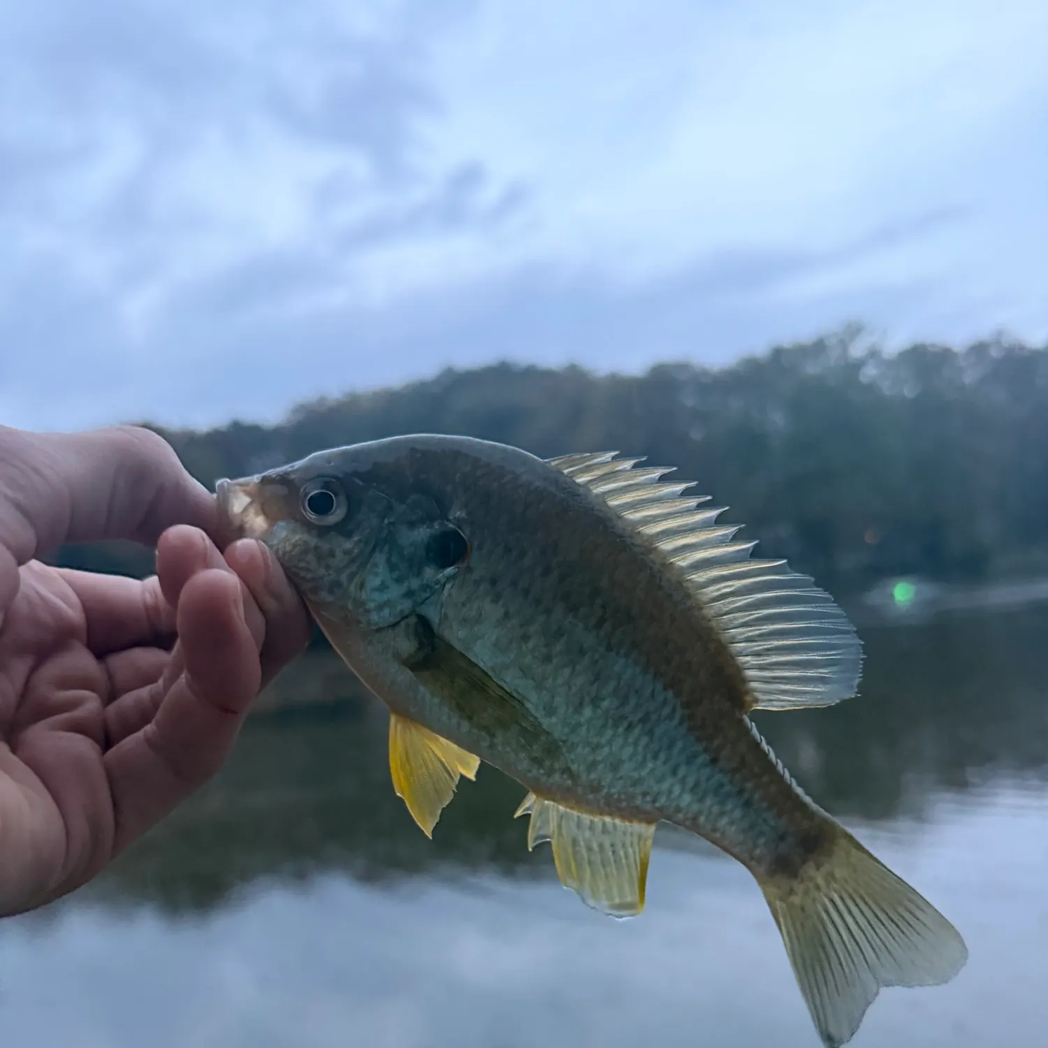Redear sunfish caught on Fishbrain