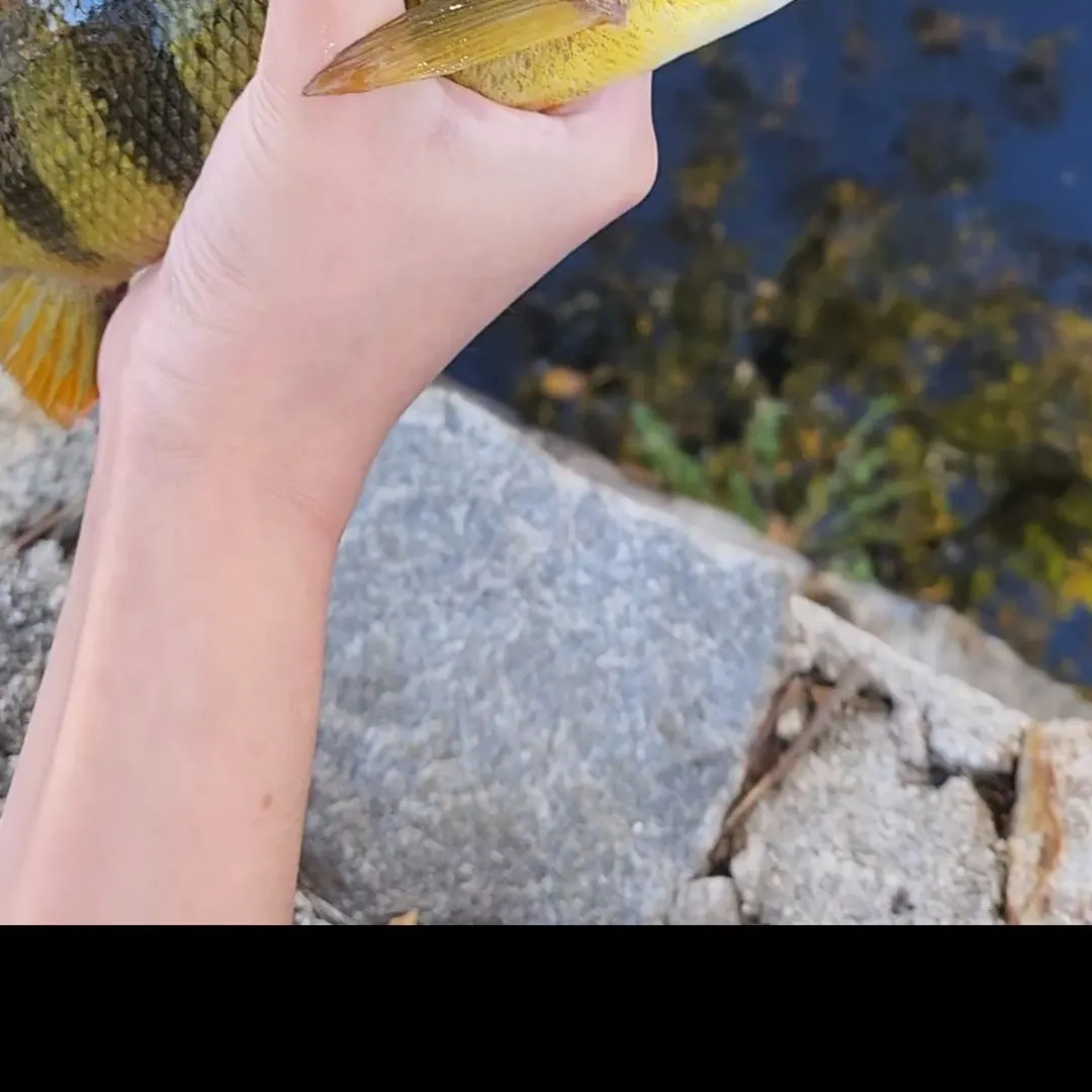 Yellow perch caught on Fishbrain