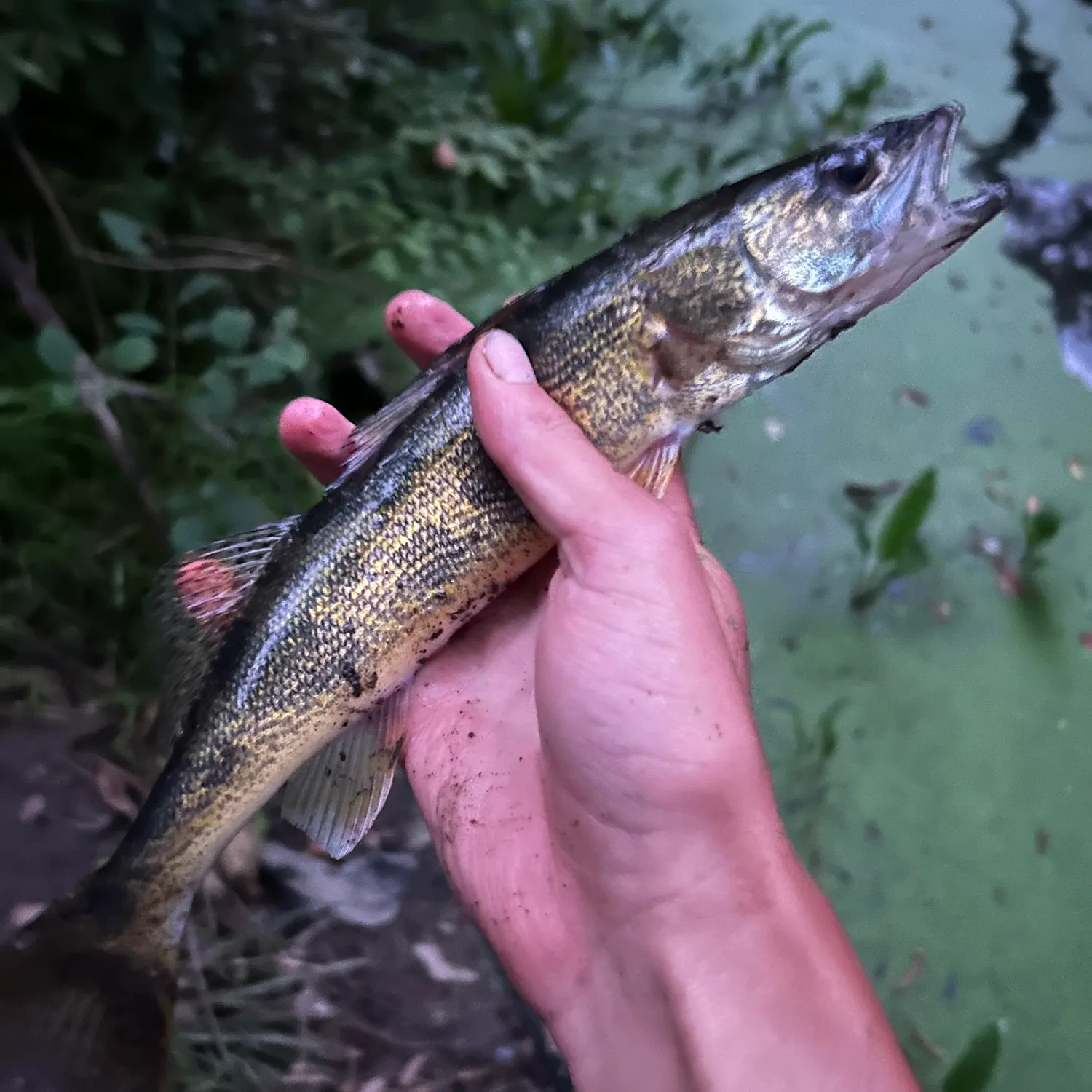 The most recent Sauger catches on Fishbrain