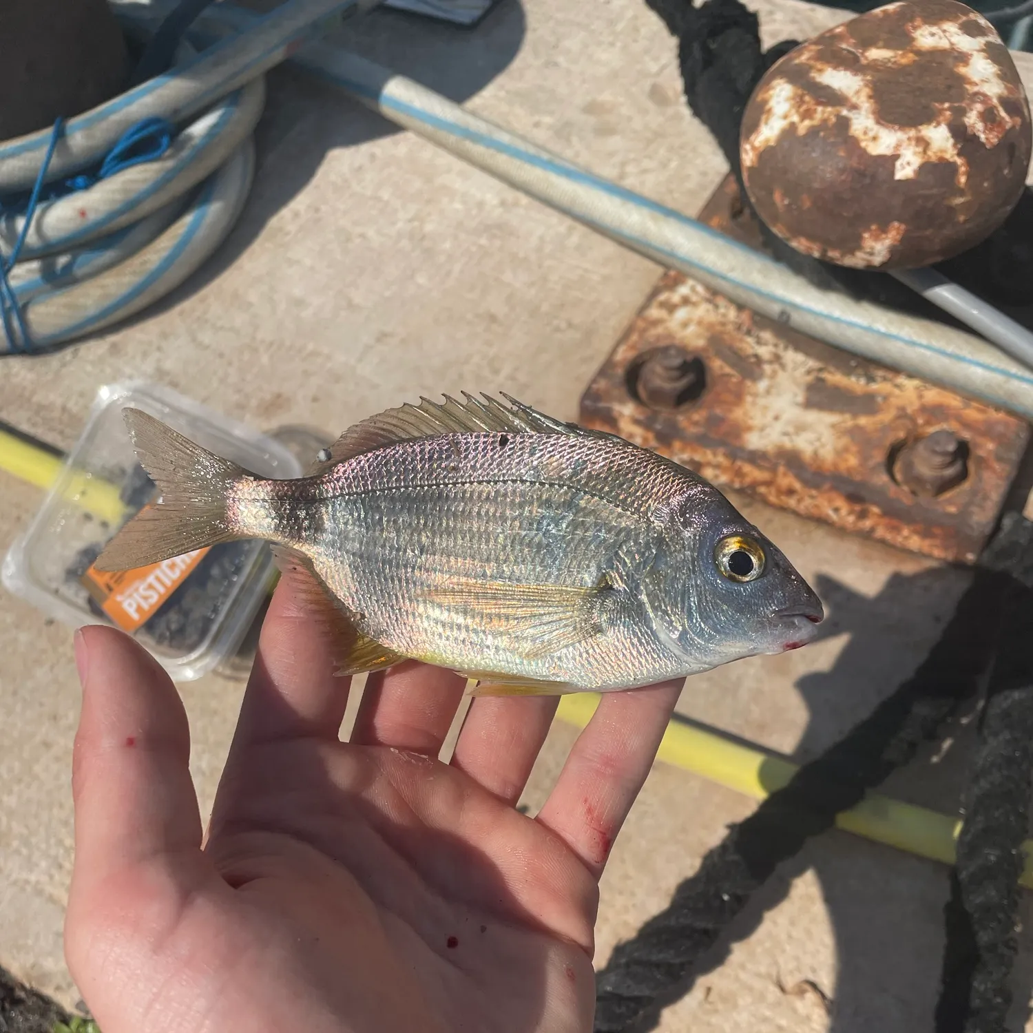 Annular seabream caught on Fishbrain