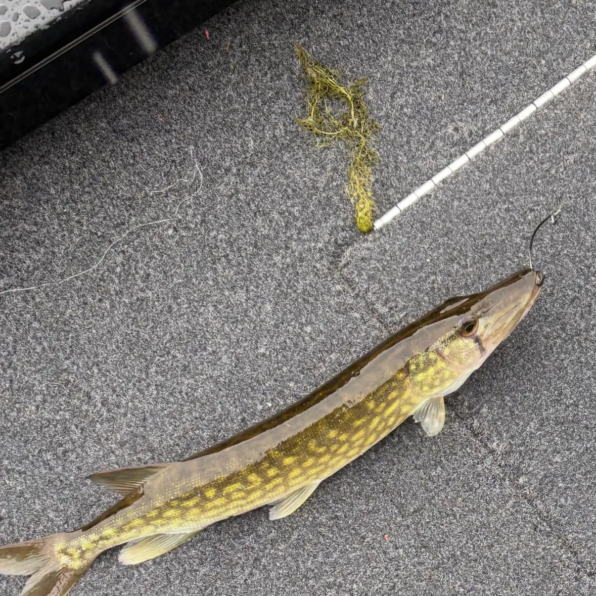 Chain pickerel caught on Fishbrain