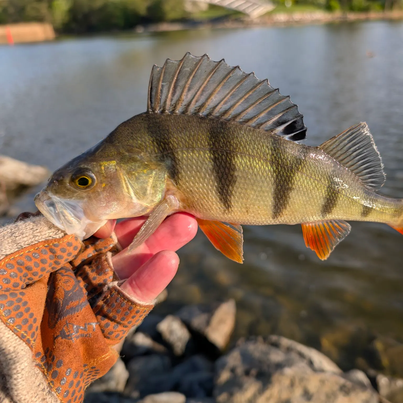 The most recent European perch catches on Fishbrain