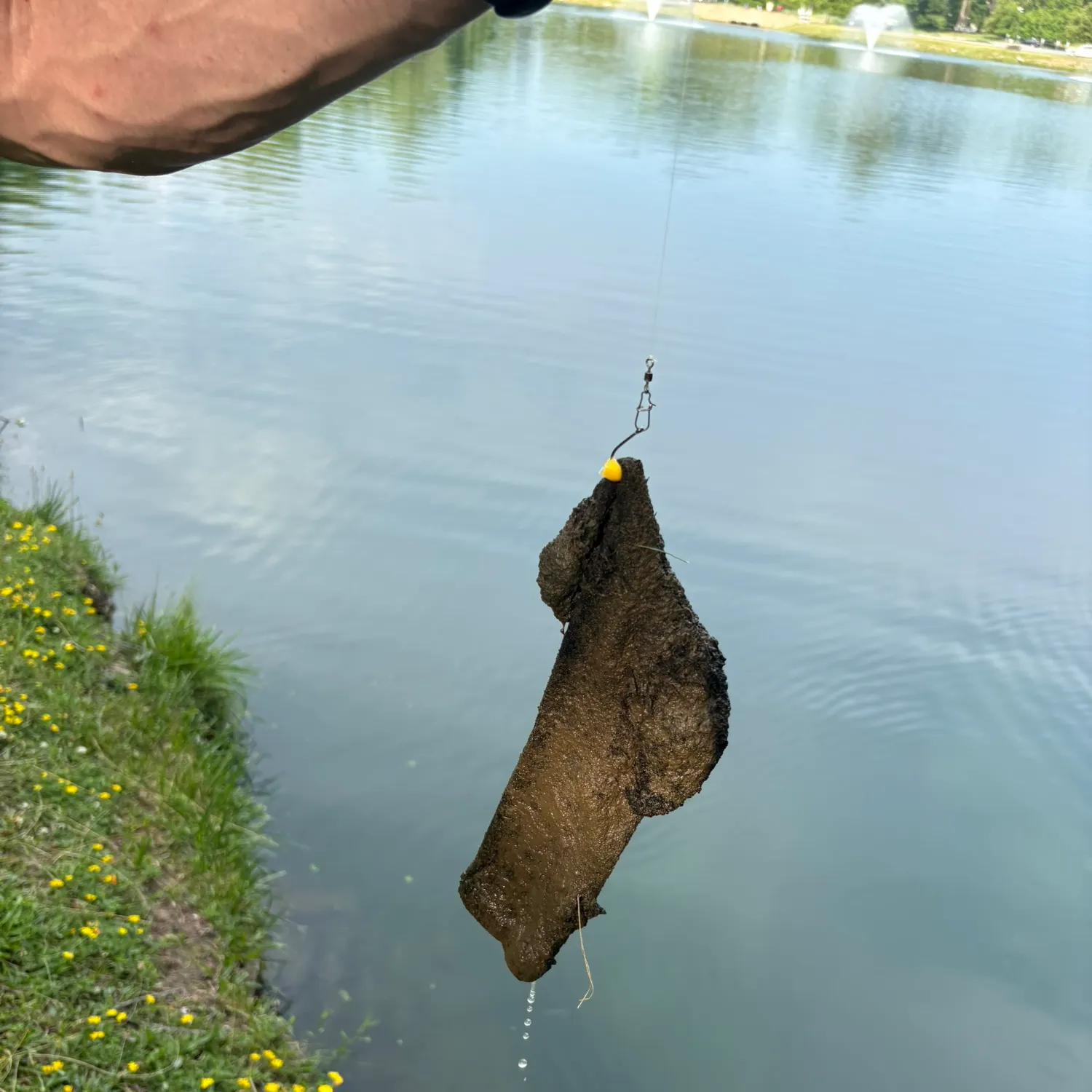 The most recent Sockeye salmon catches on Fishbrain