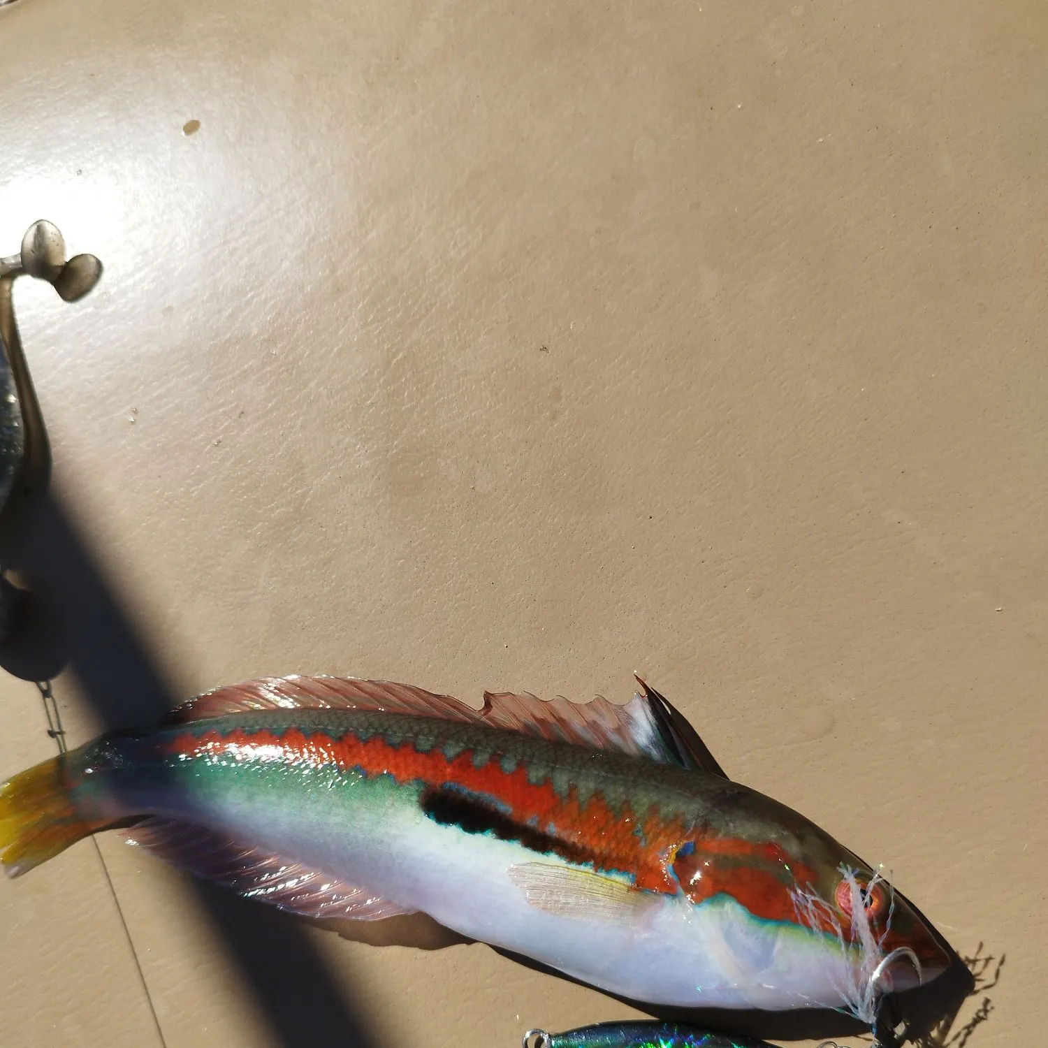The most recent Ornate wrasse catches on Fishbrain