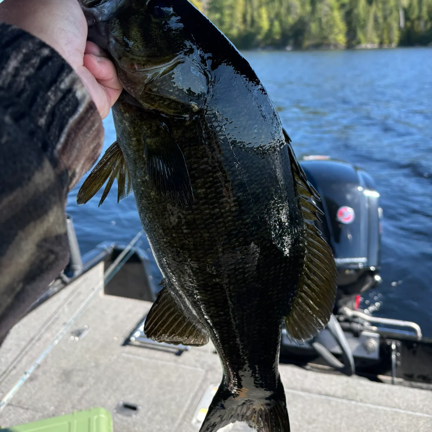 Smallmouth bass caught on Fishbrain