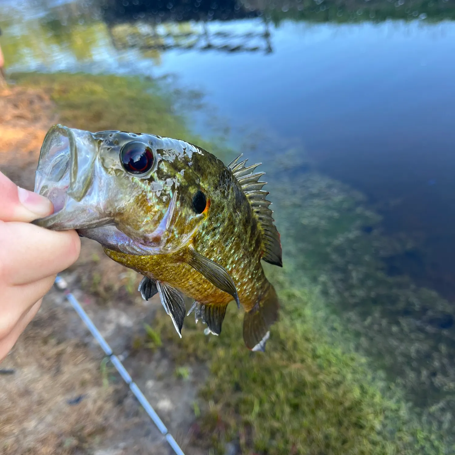 The most recent Wargill hybrid catches on Fishbrain