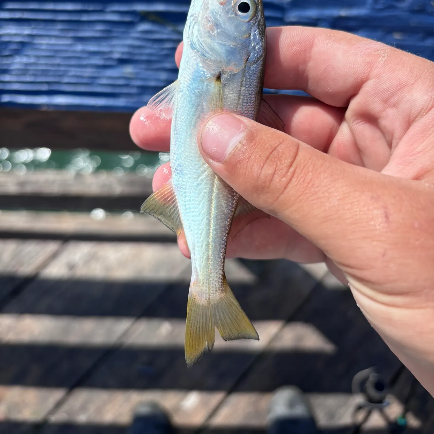 The most recent Queenfish catches on Fishbrain