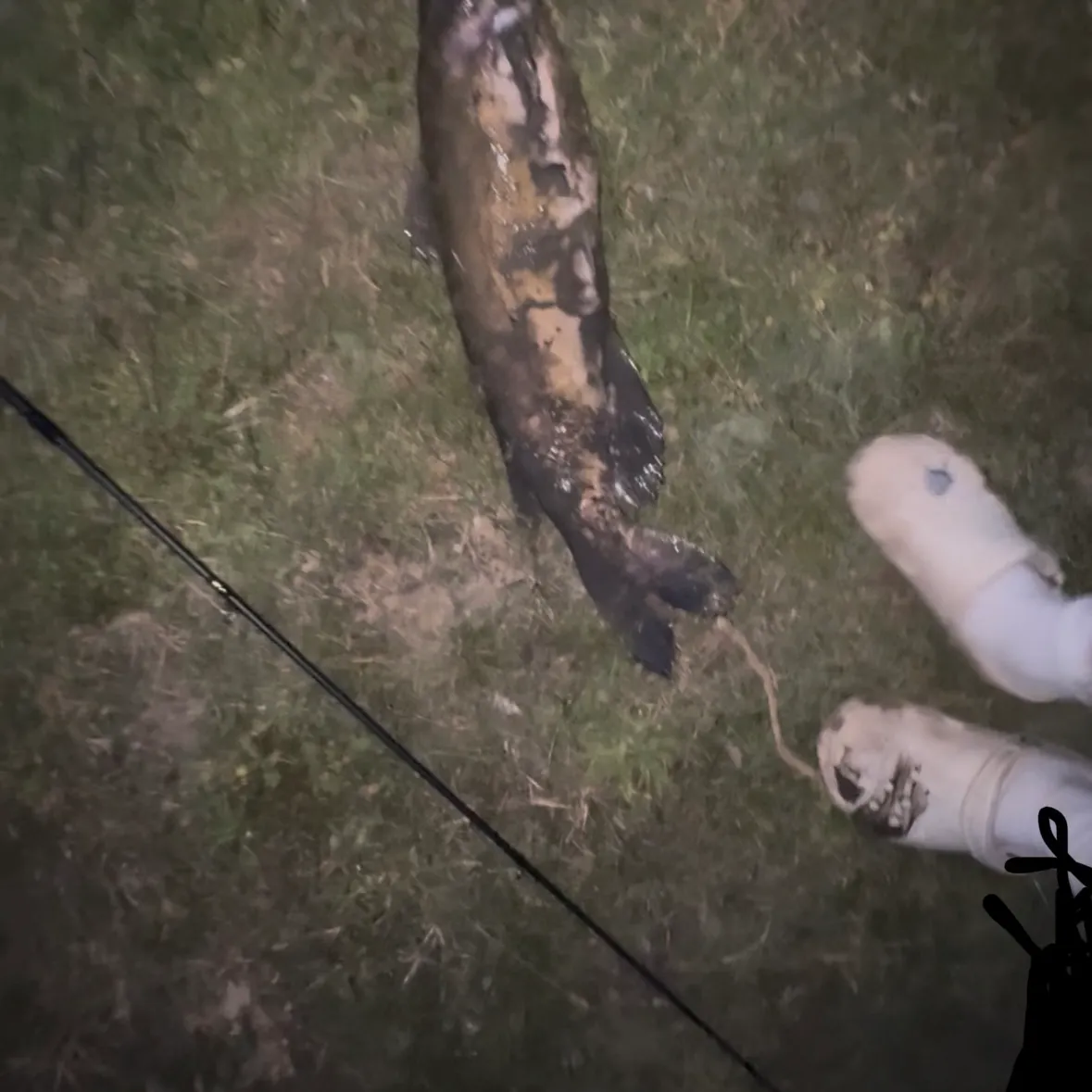 Channel catfish caught on Fishbrain