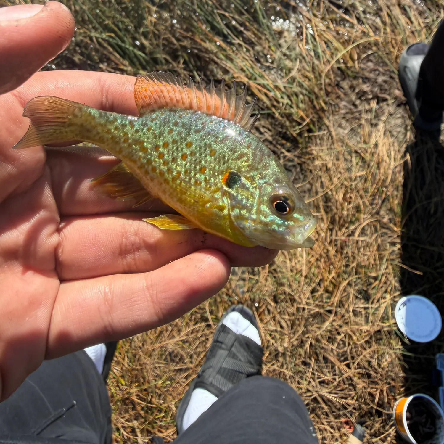 catch
