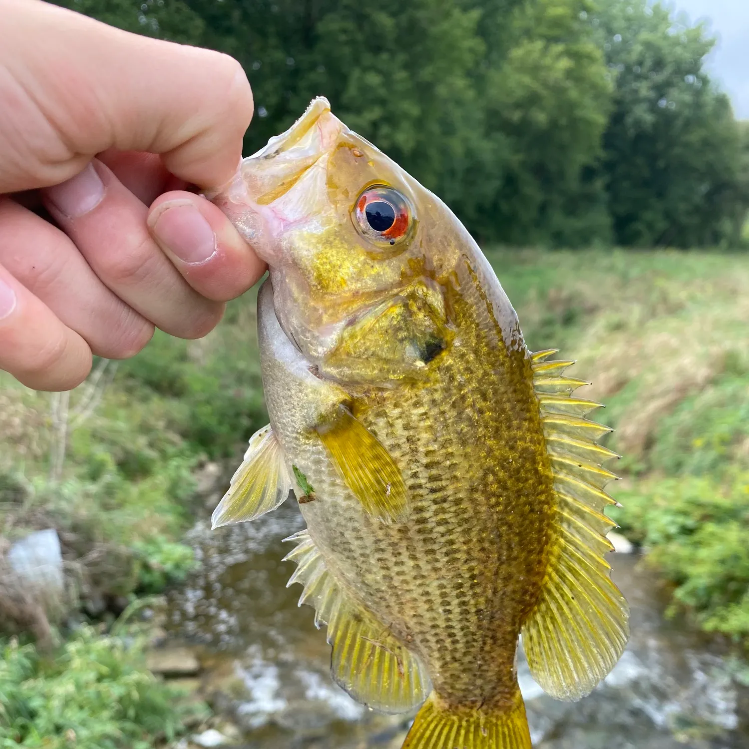 Rock bass caught on Fishbrain