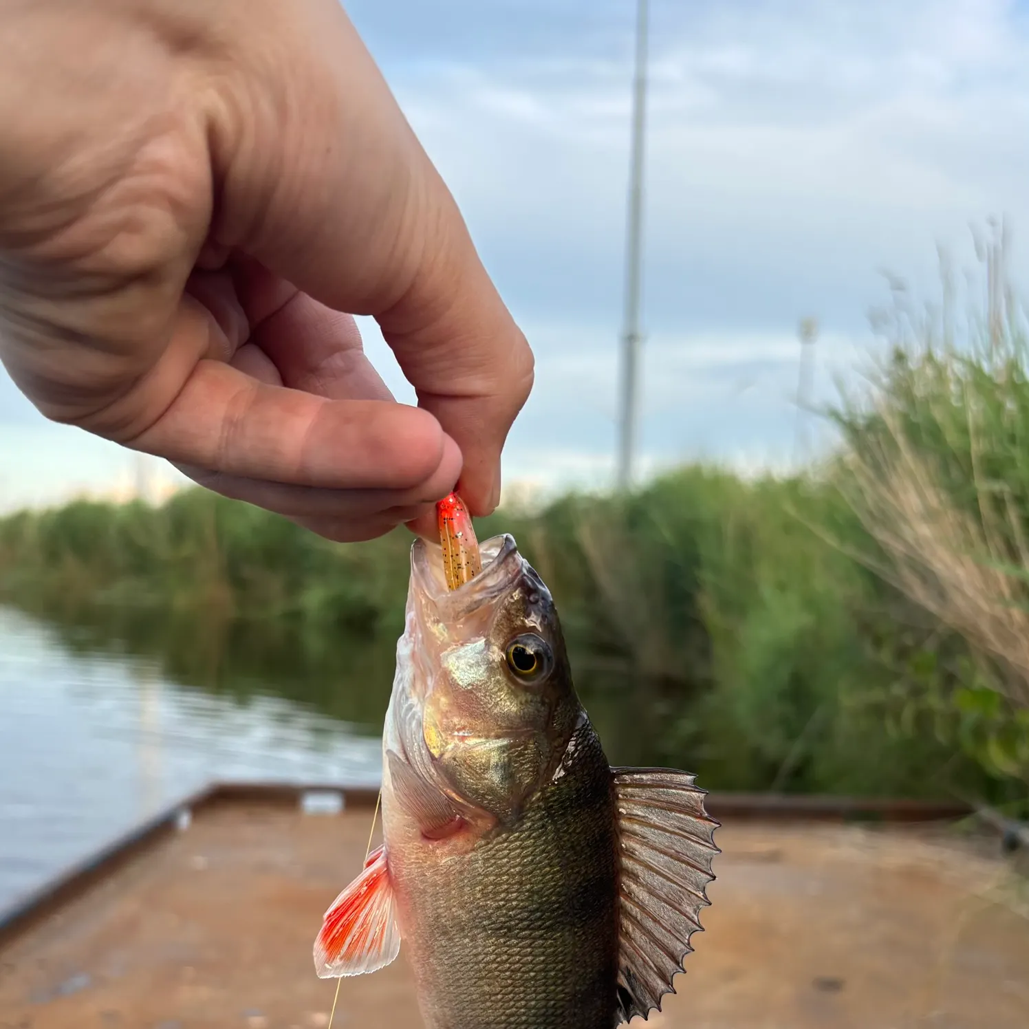 catch