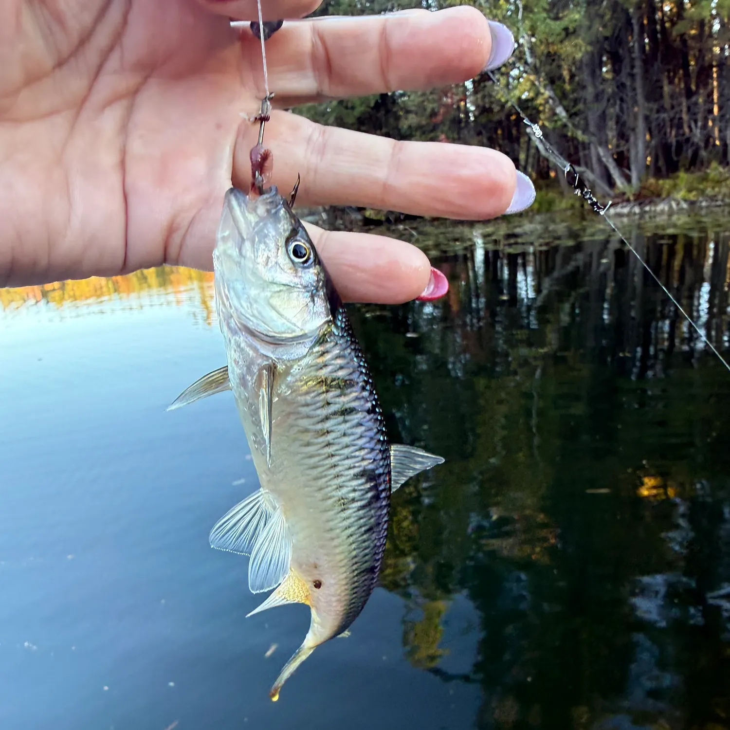 The most recent Common shiner catches on Fishbrain