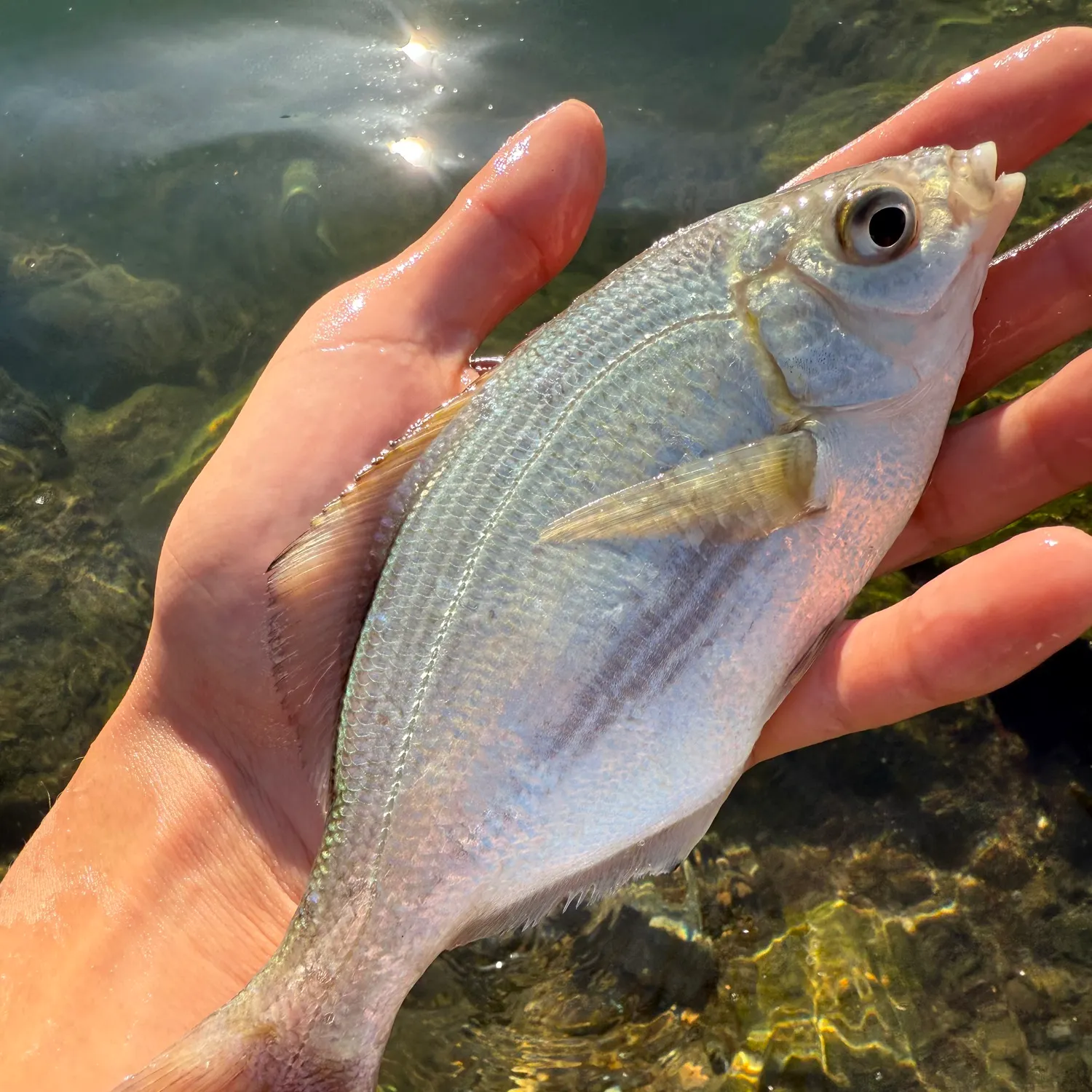 The most recent Shiner perch catches on Fishbrain