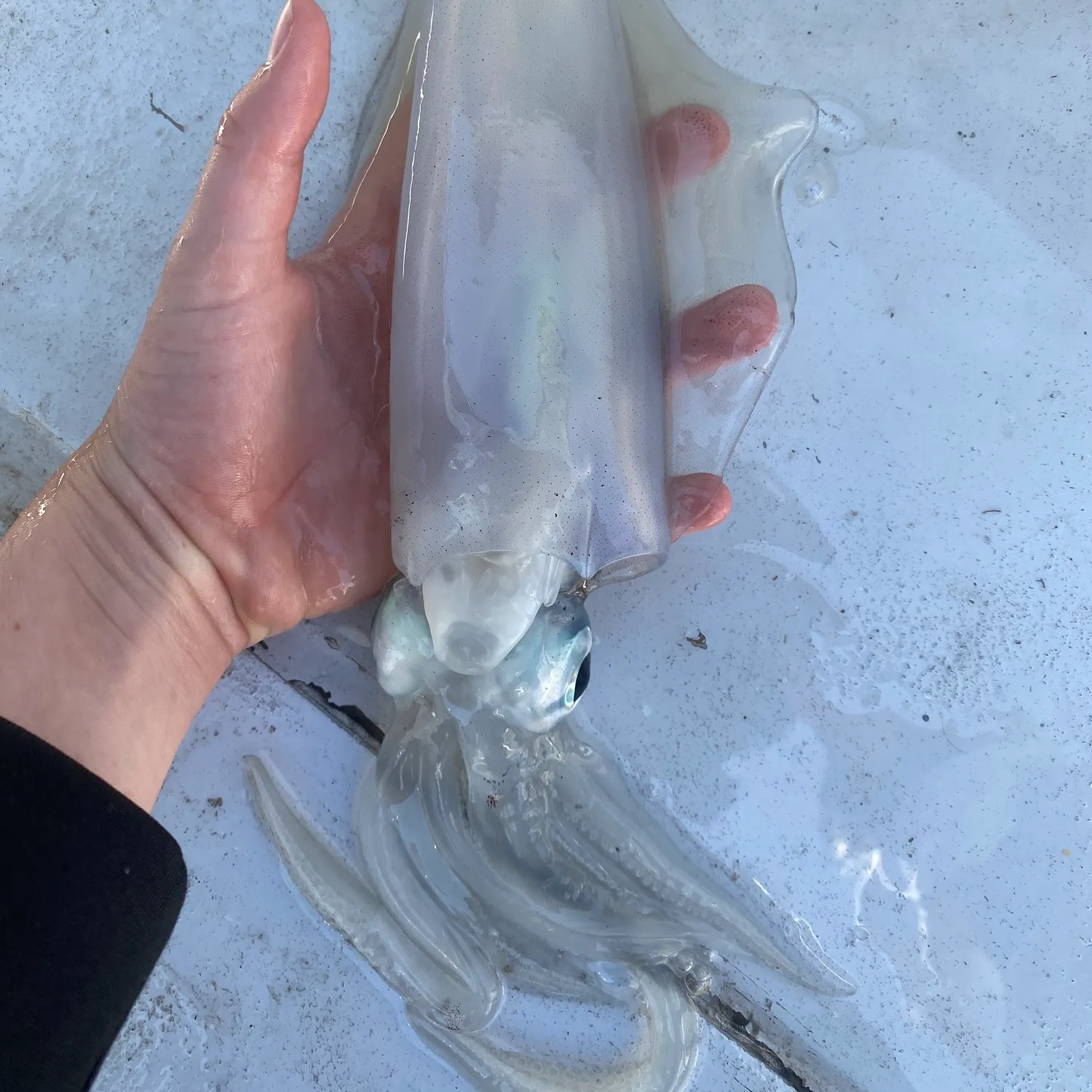 The most recent Southern calamari catches on Fishbrain