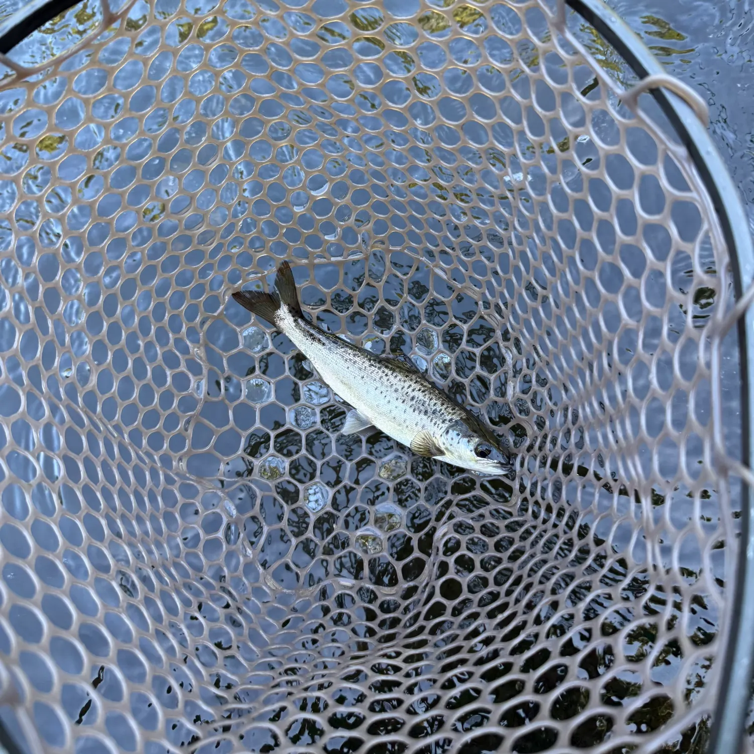 The most recent Atlantic salmon catches on Fishbrain