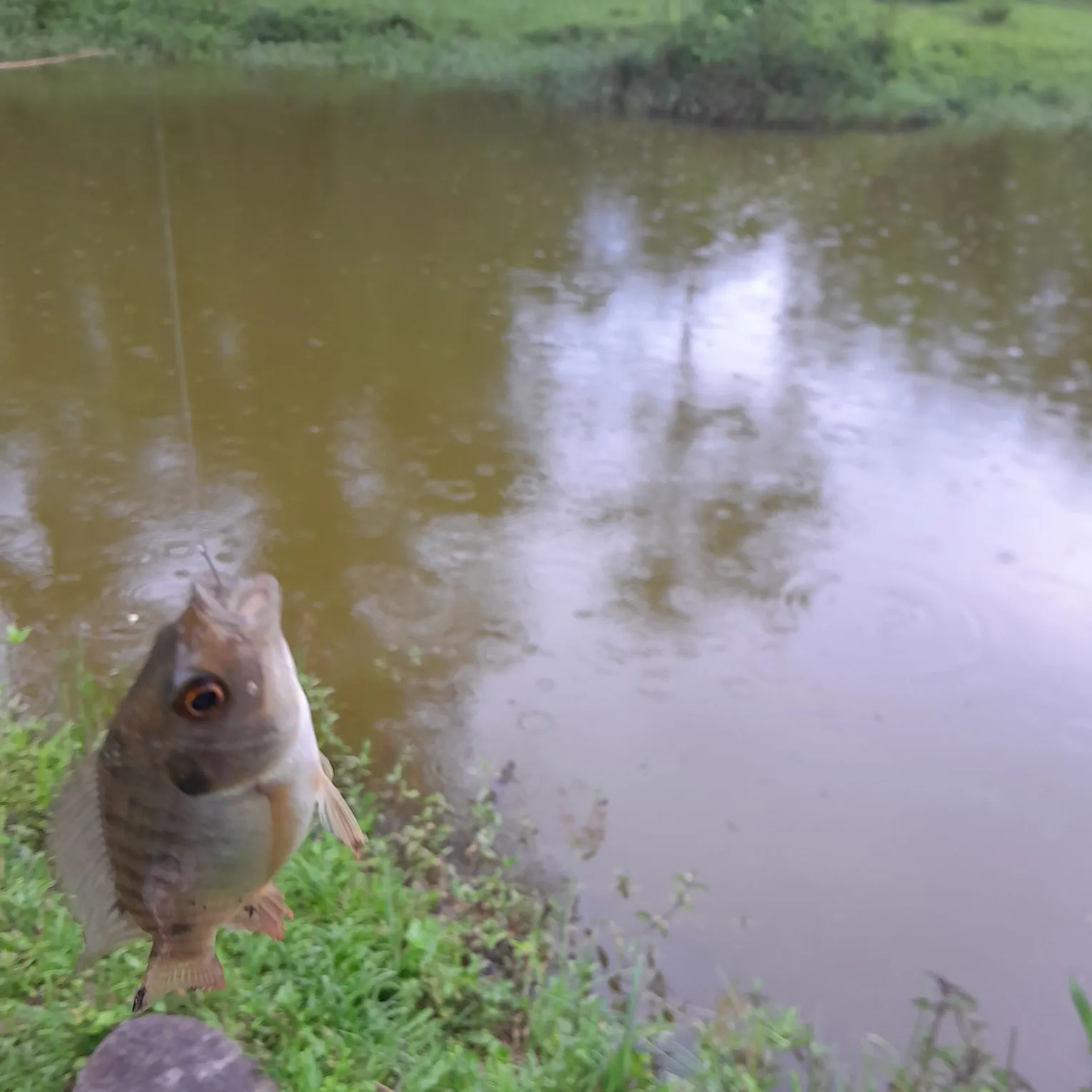 The most recent Redbreast tilapia catches on Fishbrain