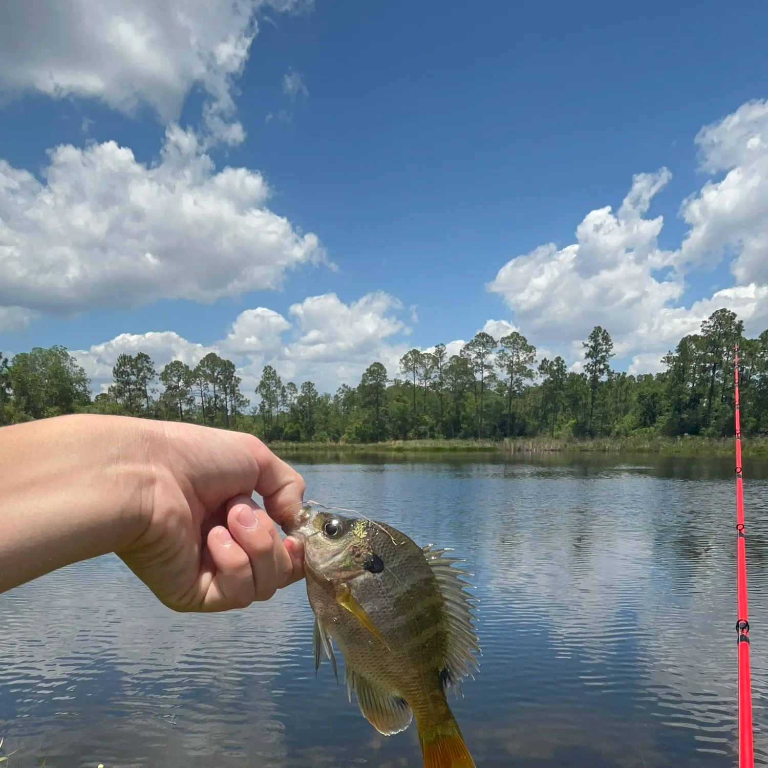 Bluegill caught on Fishbrain