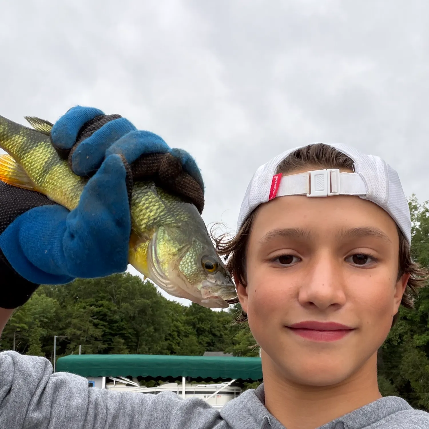 Yellow perch caught on Fishbrain