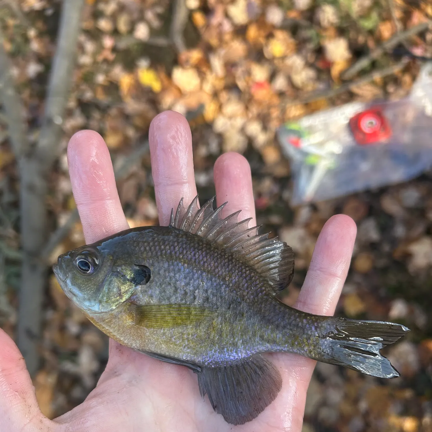 Bluegill caught on Fishbrain