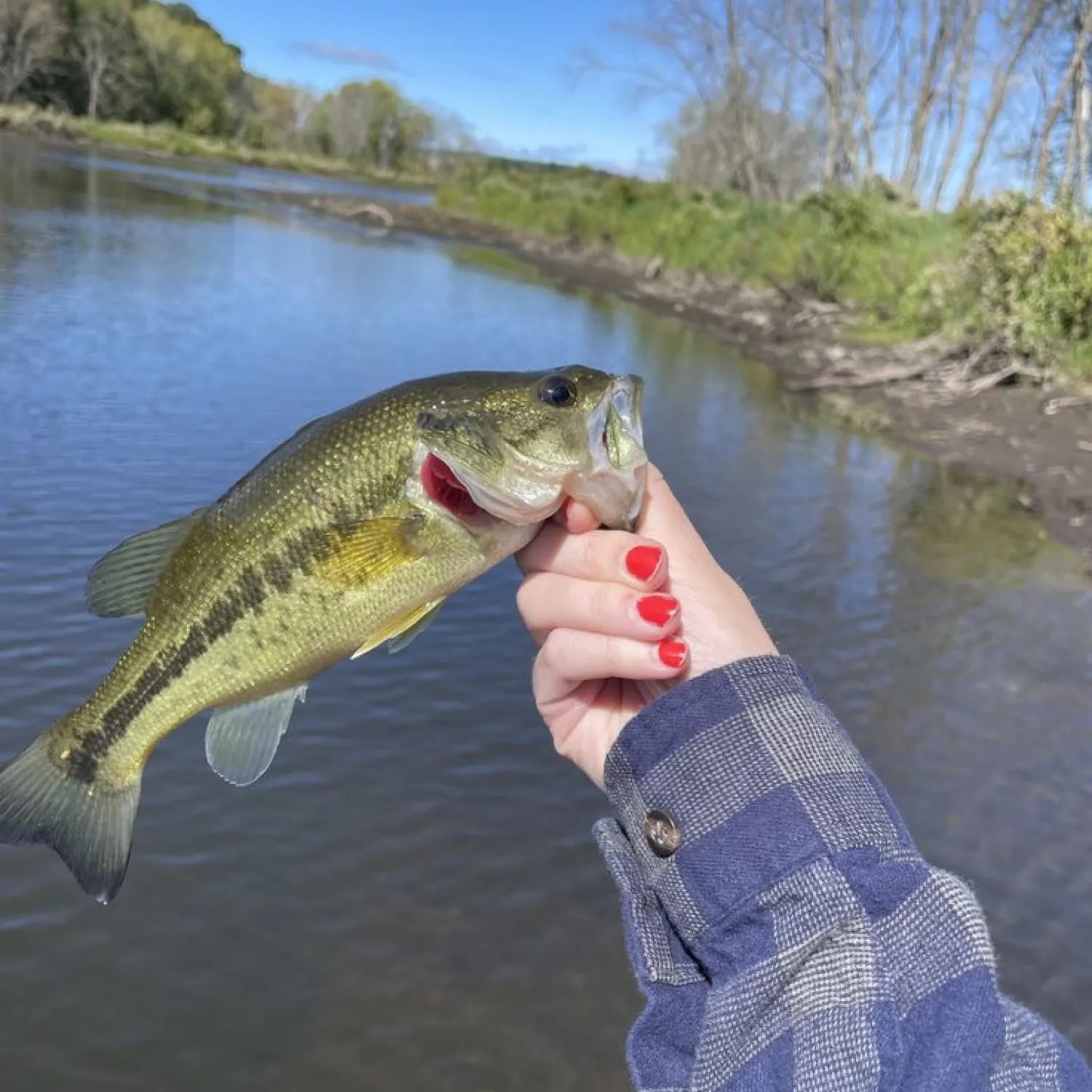 The most recent Allis shad catches on Fishbrain