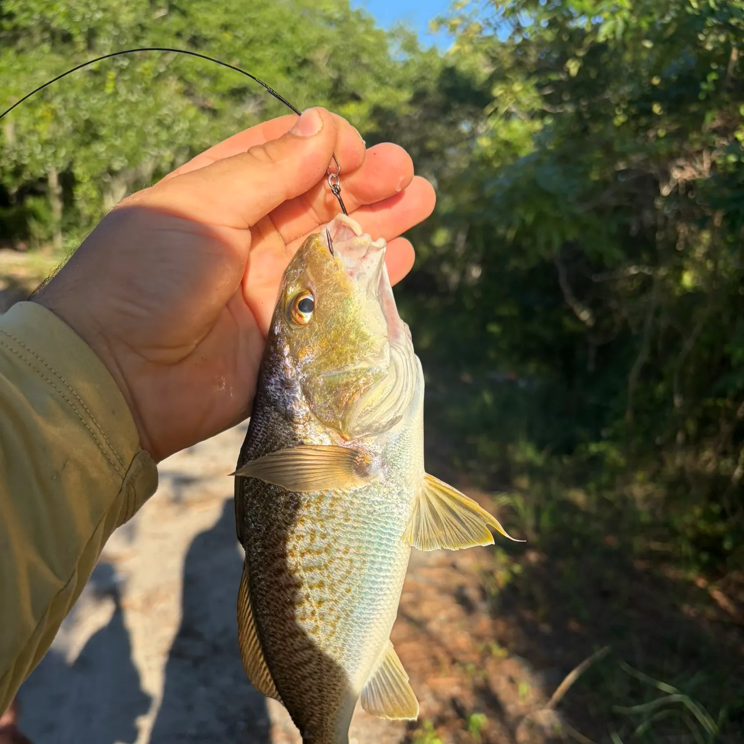 Atlantic croaker caught on Fishbrain