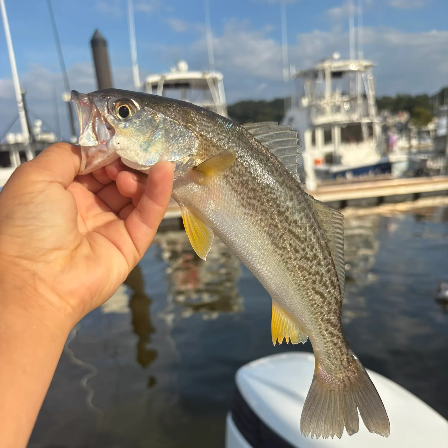 Gray weakfish caught on Fishbrain