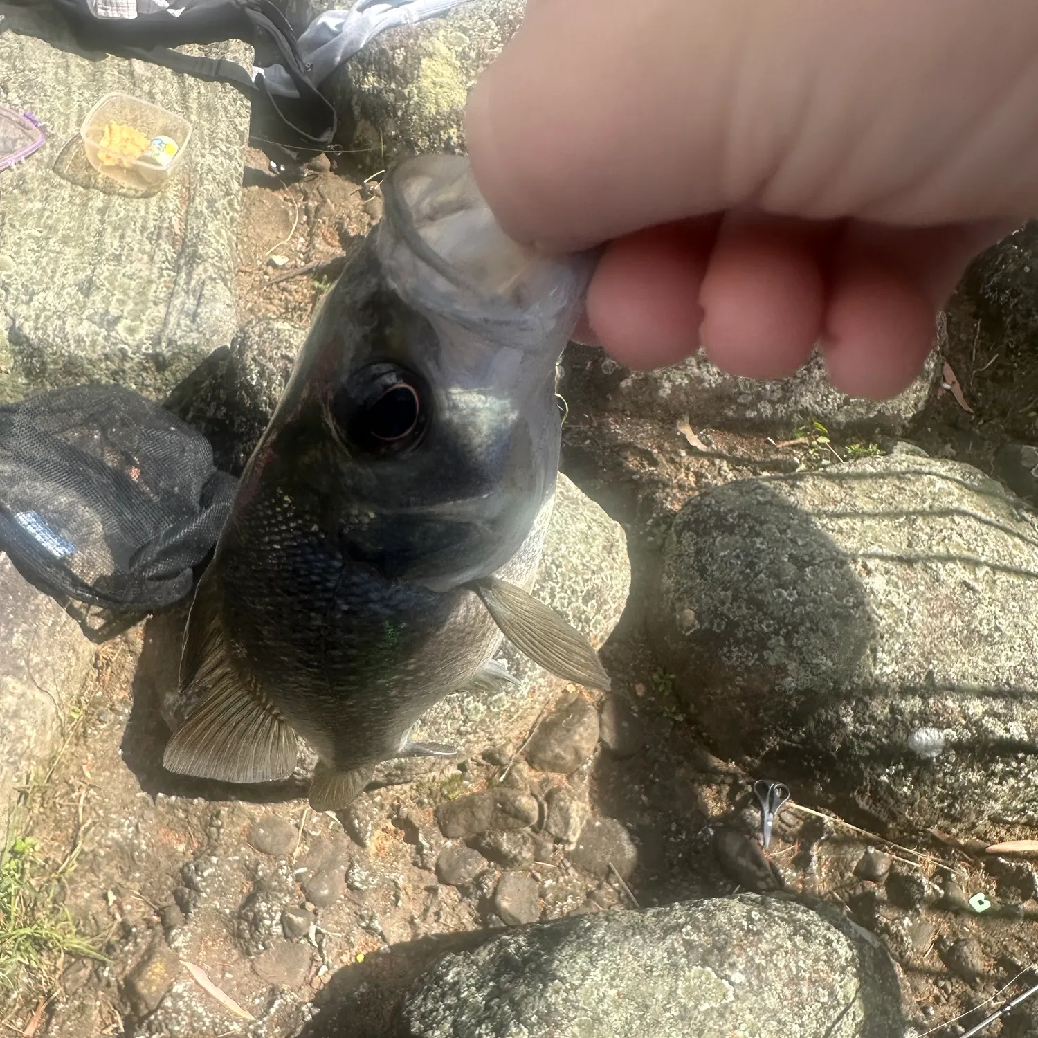 Australian bass caught on Fishbrain