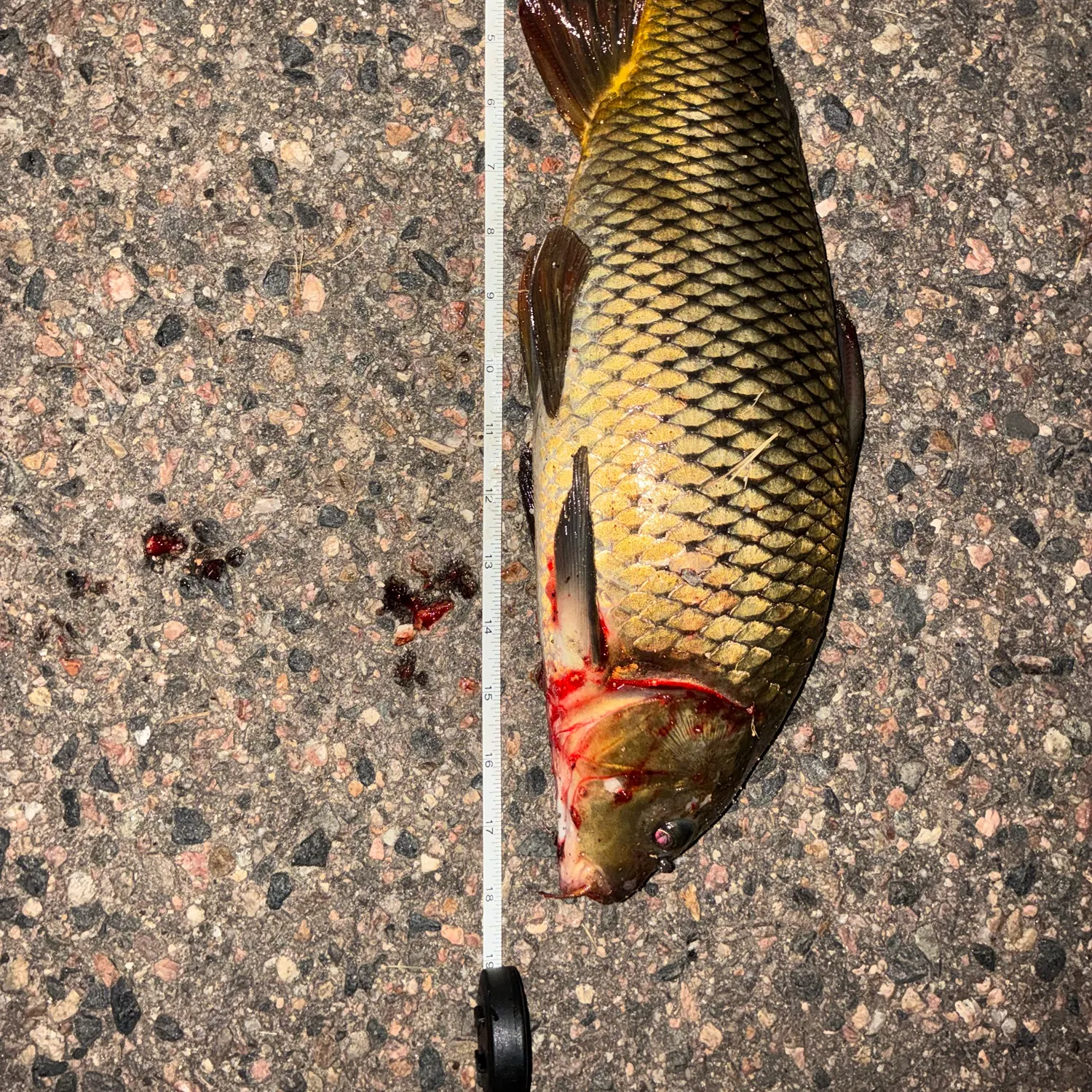 Common carp caught on Fishbrain