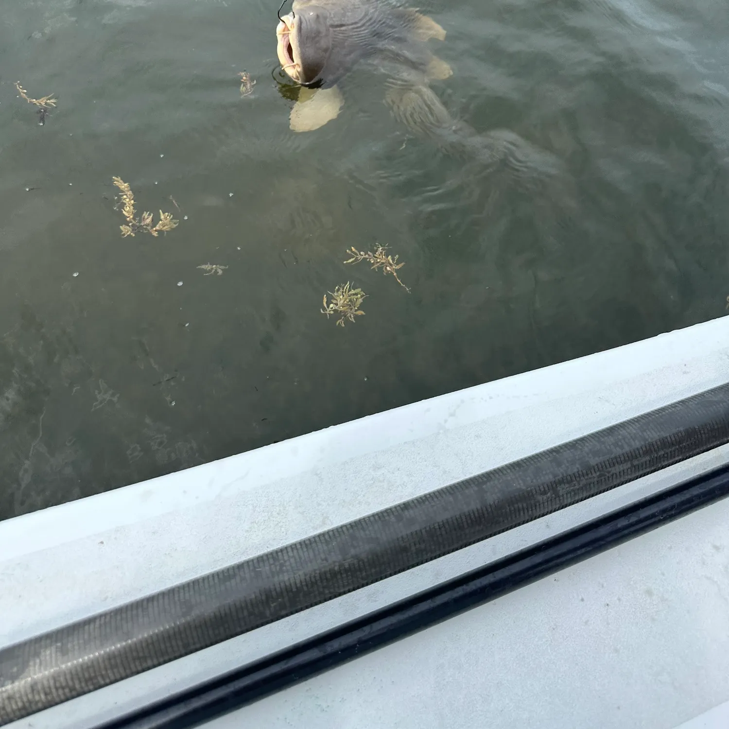 The most recent Nurse shark catches on Fishbrain