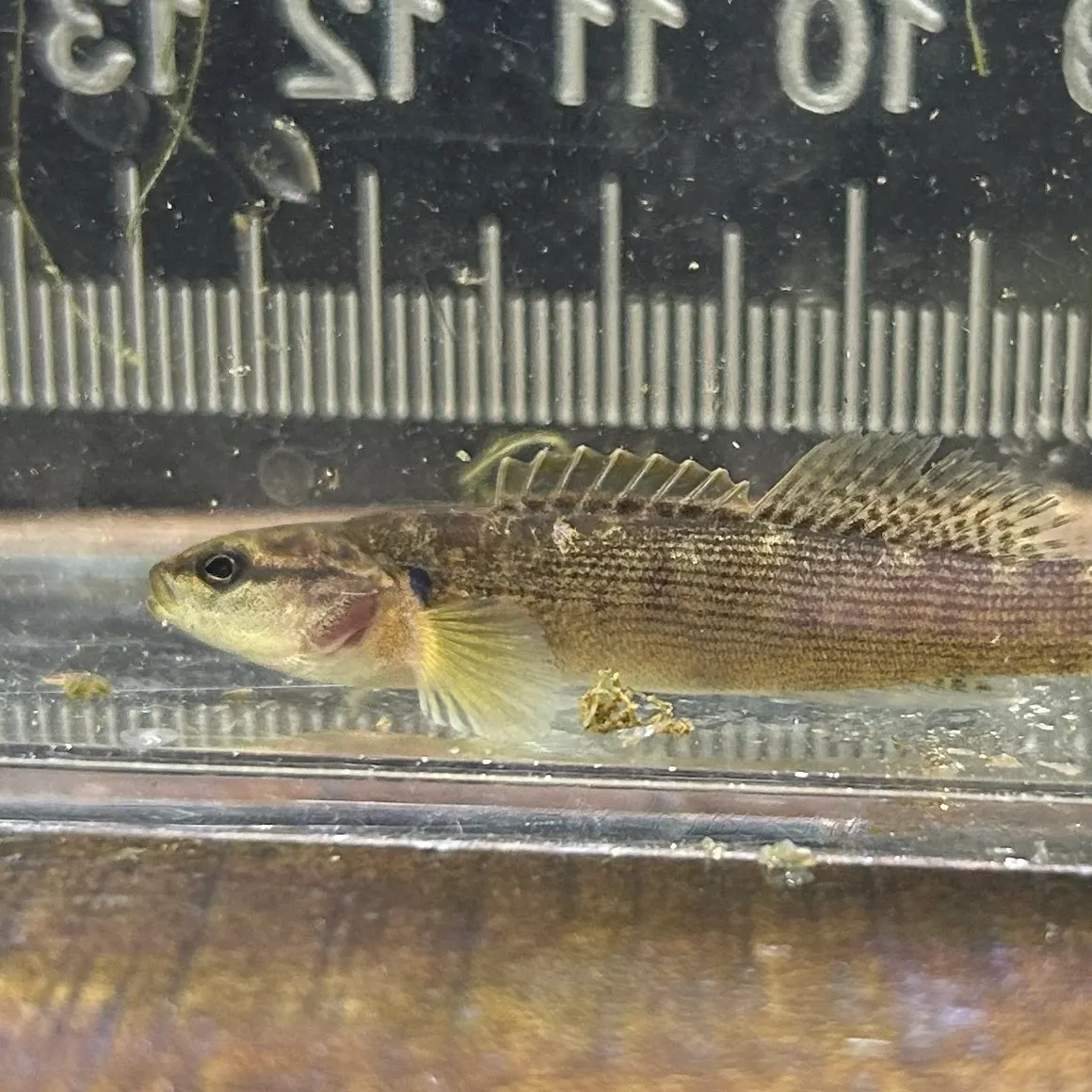 The most recent Fantail darter catches on Fishbrain